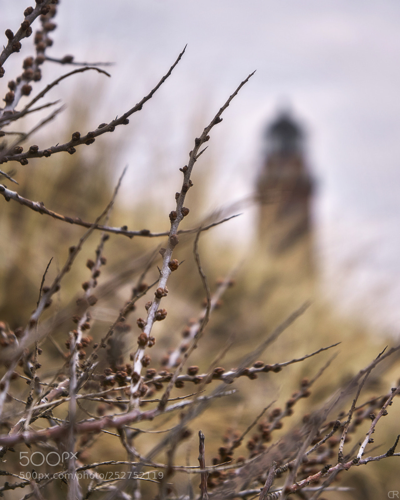 Sony a6000 sample photo. Blick durchs geäst photography