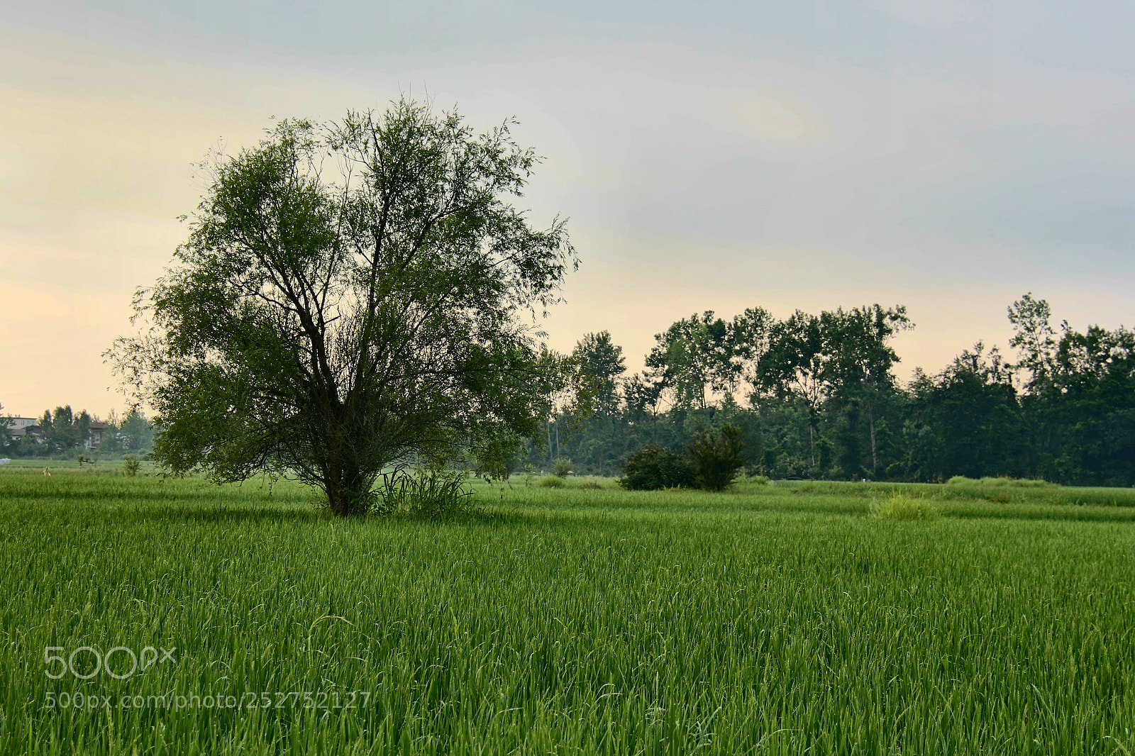 Canon EOS 700D (EOS Rebel T5i / EOS Kiss X7i) sample photo. Paddy photography