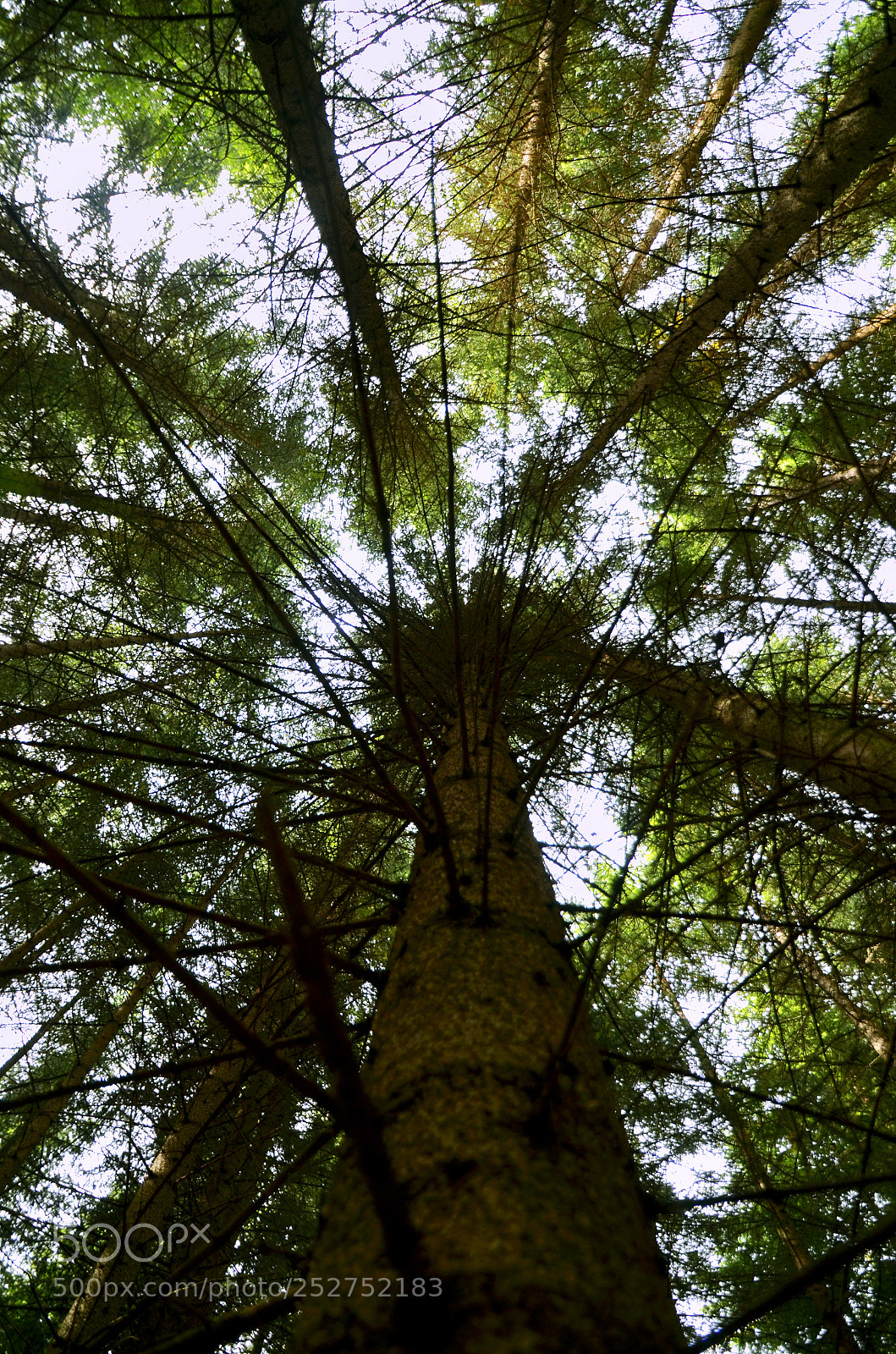 Nikon D7000 sample photo. Day 38 - trees photography