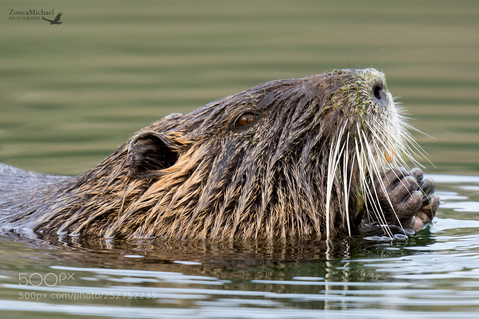 Nikon D7100 sample photo. Nutria photography