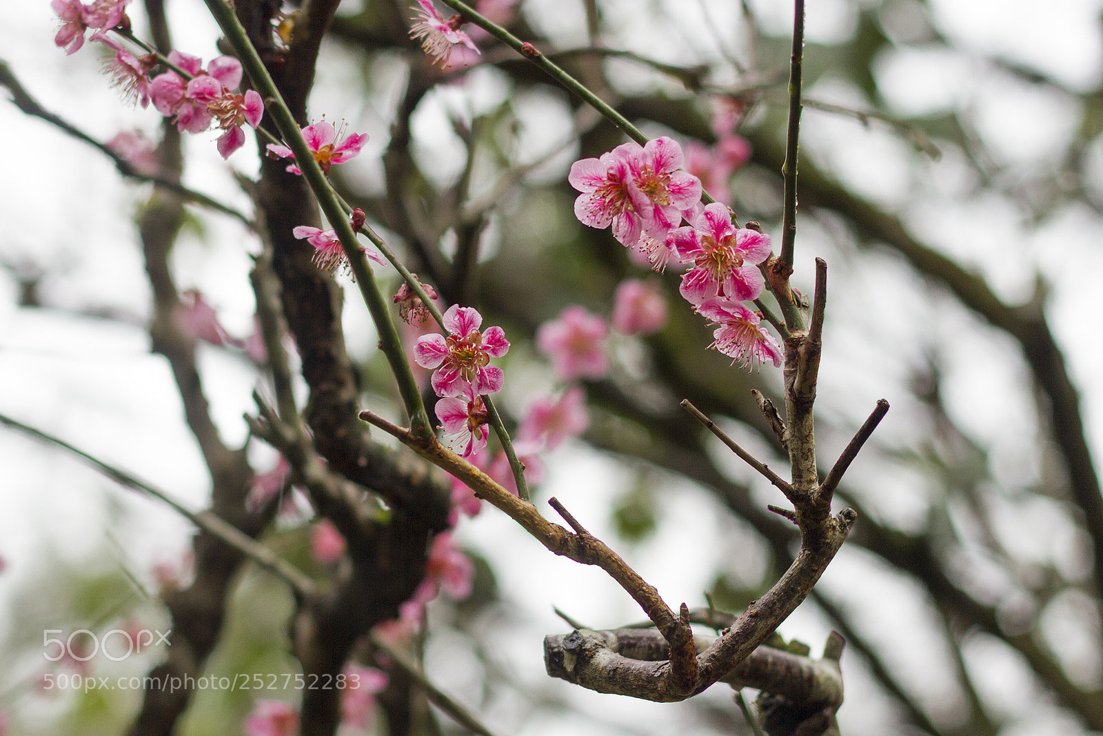 Canon EOS 7D sample photo. 牡丹桜 photography