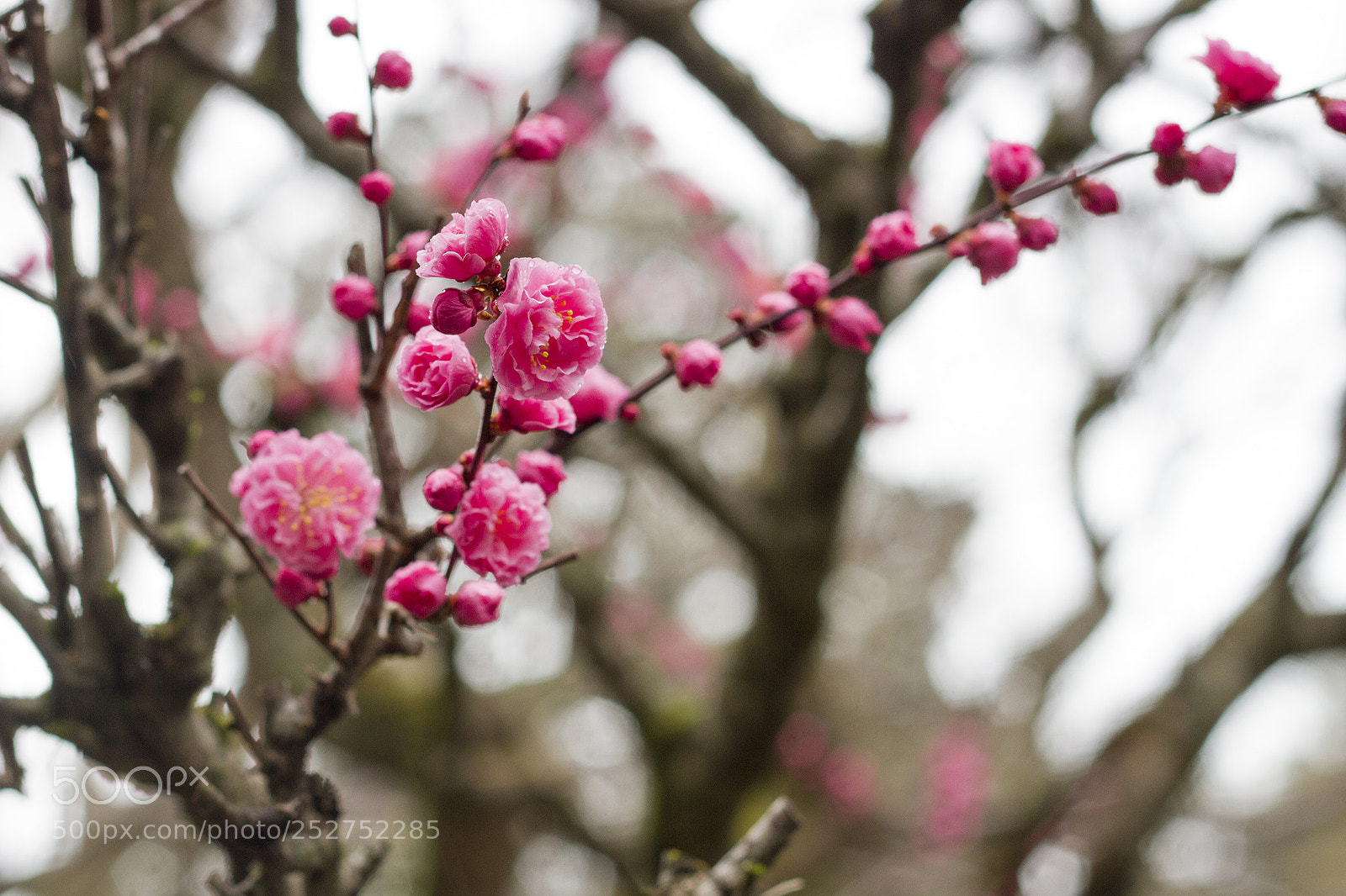 Canon EOS 7D sample photo. 牡丹桜 photography