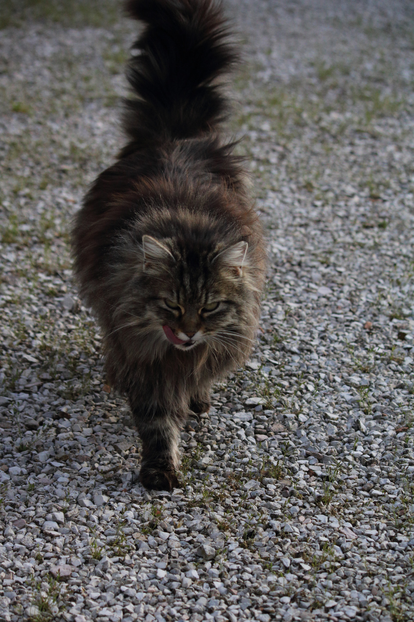 Canon EF-S 55-250mm F4-5.6 IS sample photo