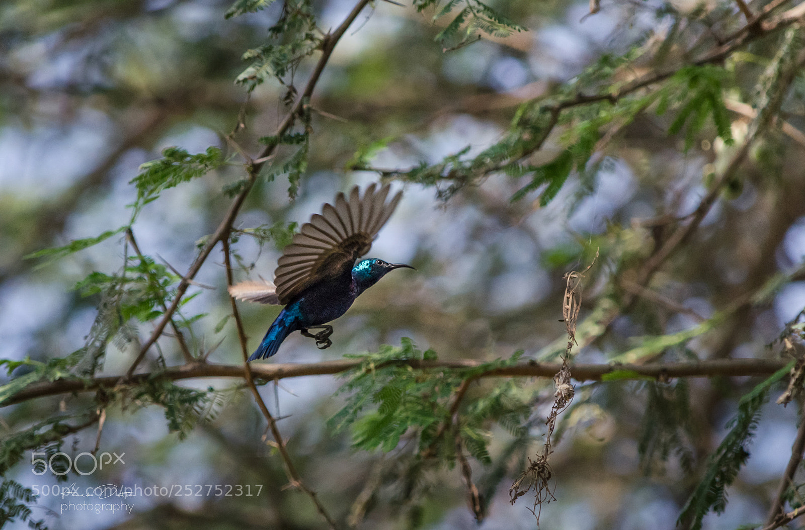 Nikon D5100 sample photo. Flight of a sunbird photography