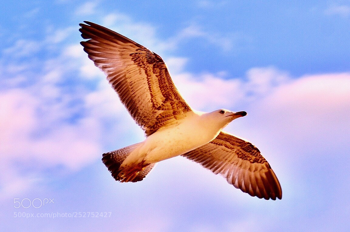 Nikon D7000 sample photo. Seagull in flight photography