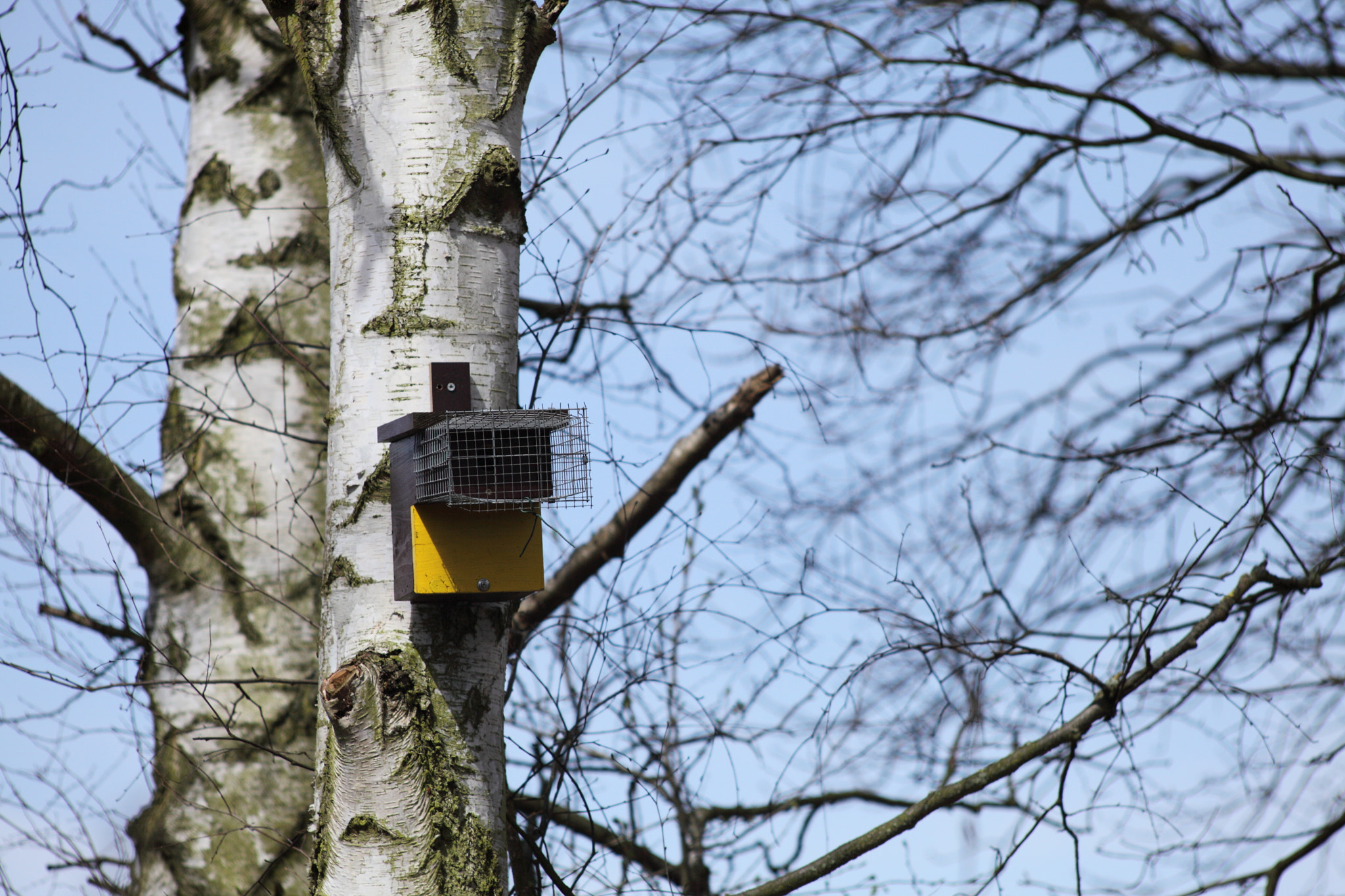 Canon EF 35-80mm f/4-5.6 sample photo. Birch trees photography