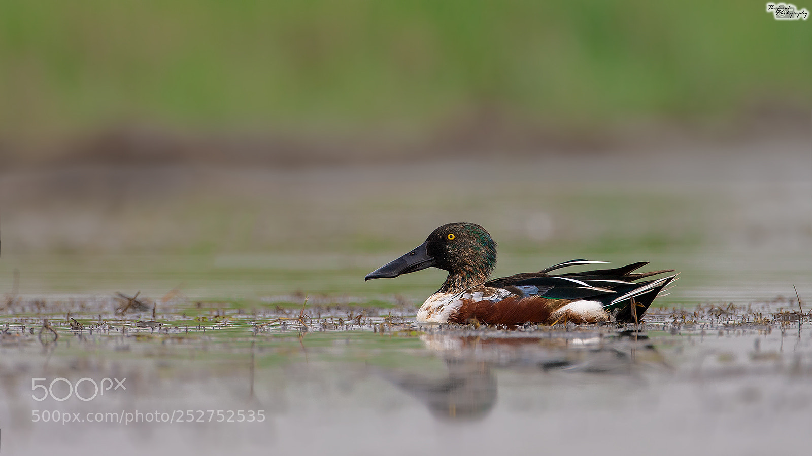 Canon EOS-1D X sample photo. Northern shoveler - male photography