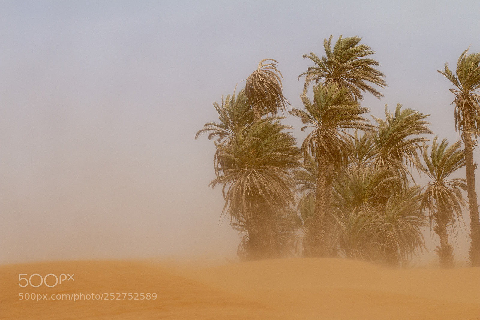 Canon EOS 70D sample photo. Sand storm photography