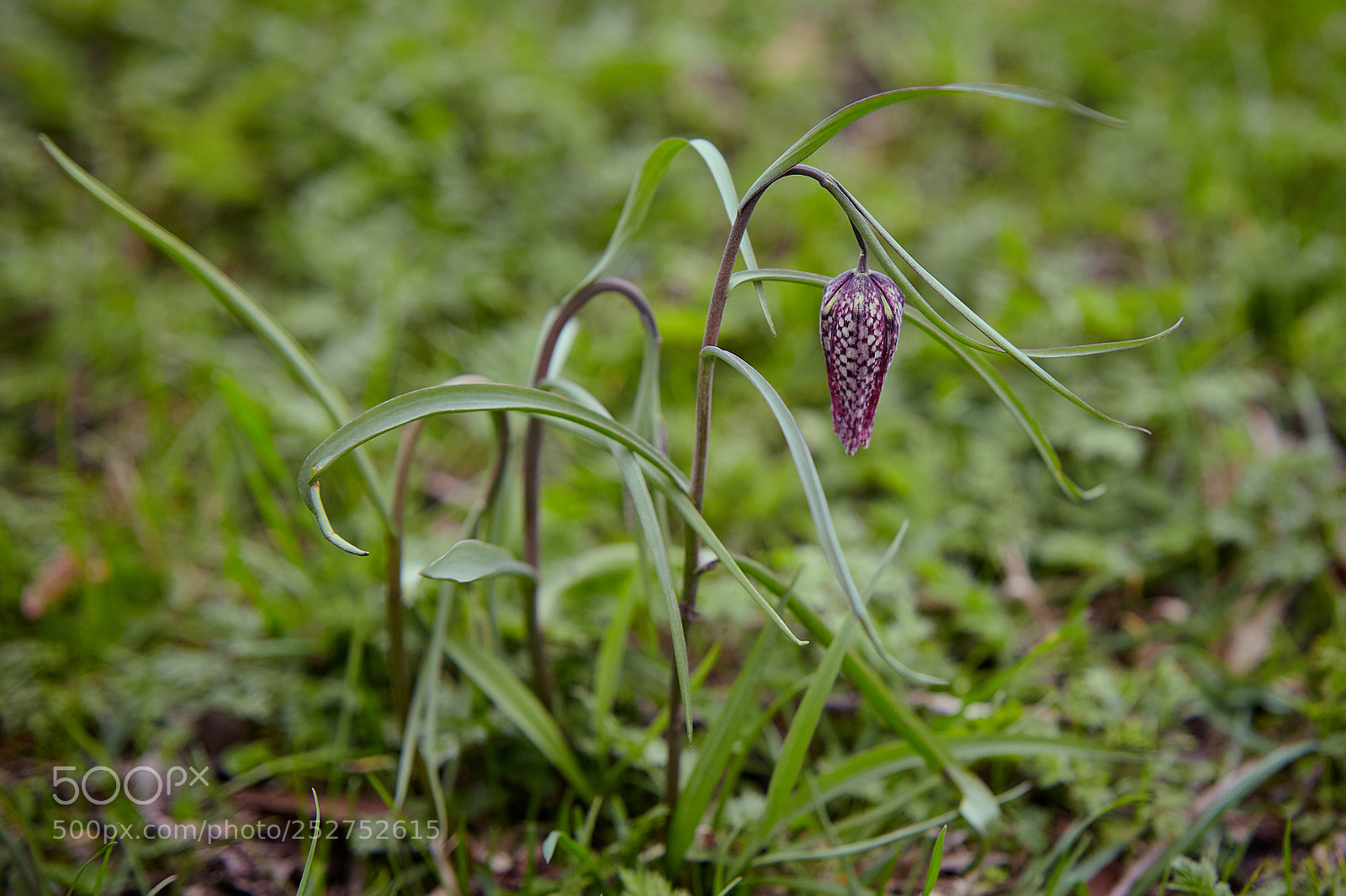 Canon EOS 5D Mark II sample photo. Oxfordshire county flower photography