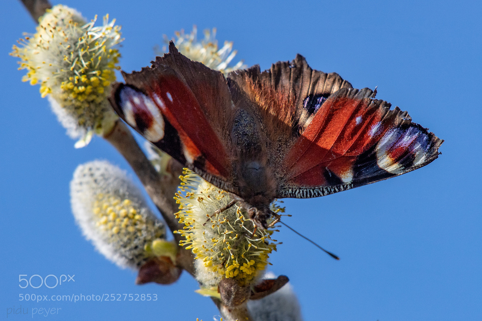 Nikon D5 sample photo. Butterfly photography