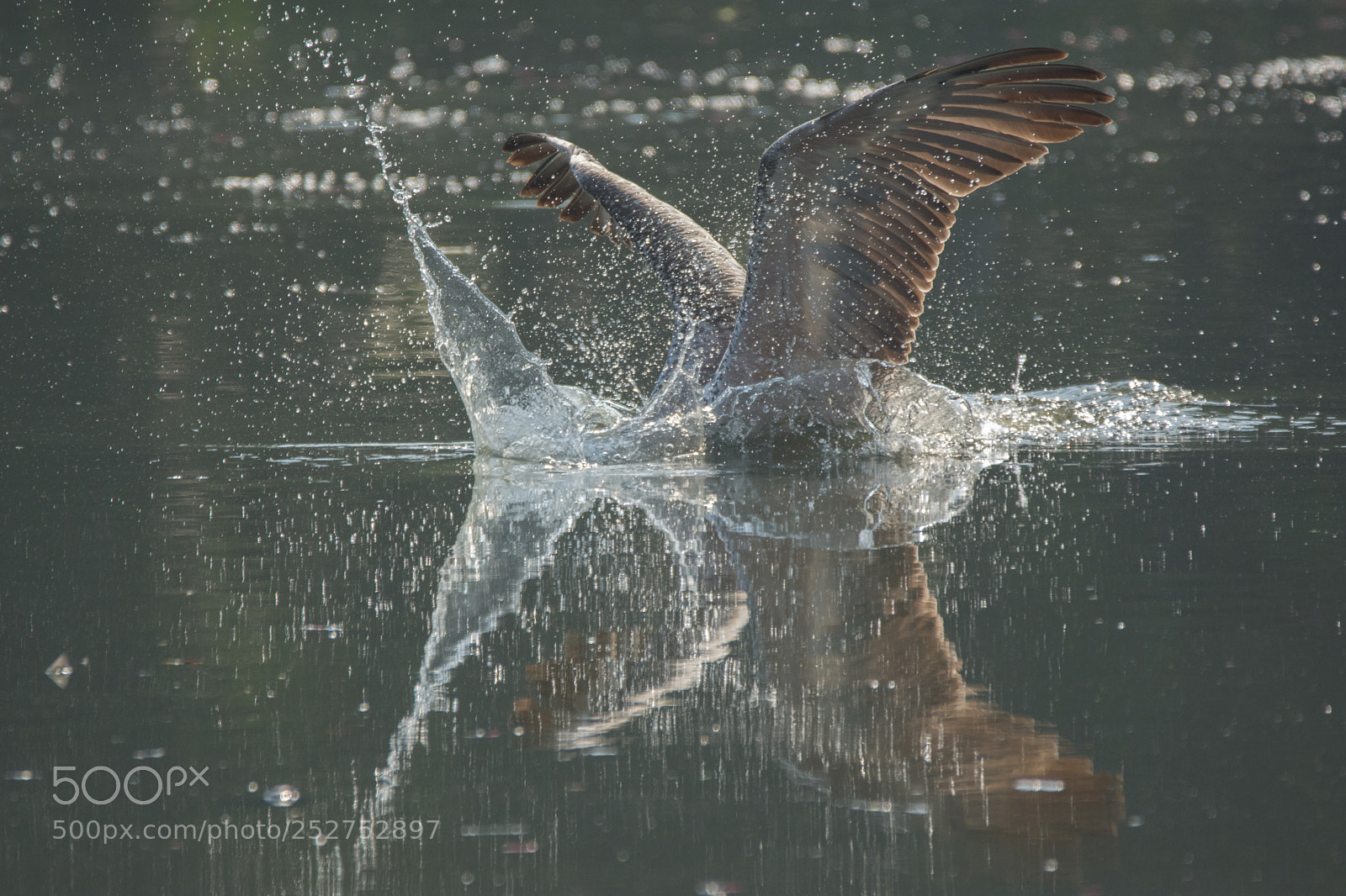 Nikon D7200 sample photo. Splash (dsc_6268) photography