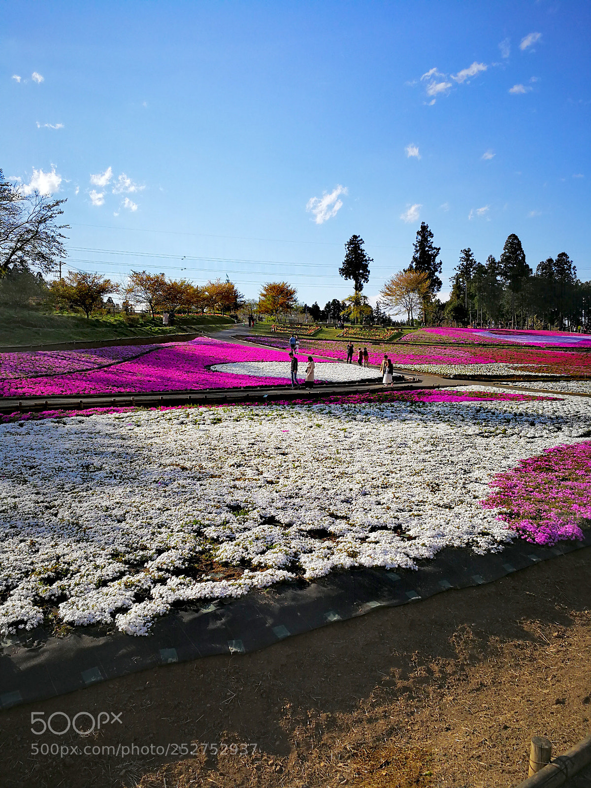 HUAWEI Mate 9 sample photo. 芝桜の丘 photography