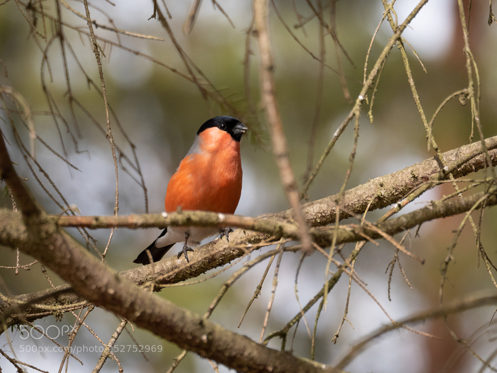 Panasonic Lumix DMC-GX85 (Lumix DMC-GX80 / Lumix DMC-GX7 Mark II) sample photo. Bird photography
