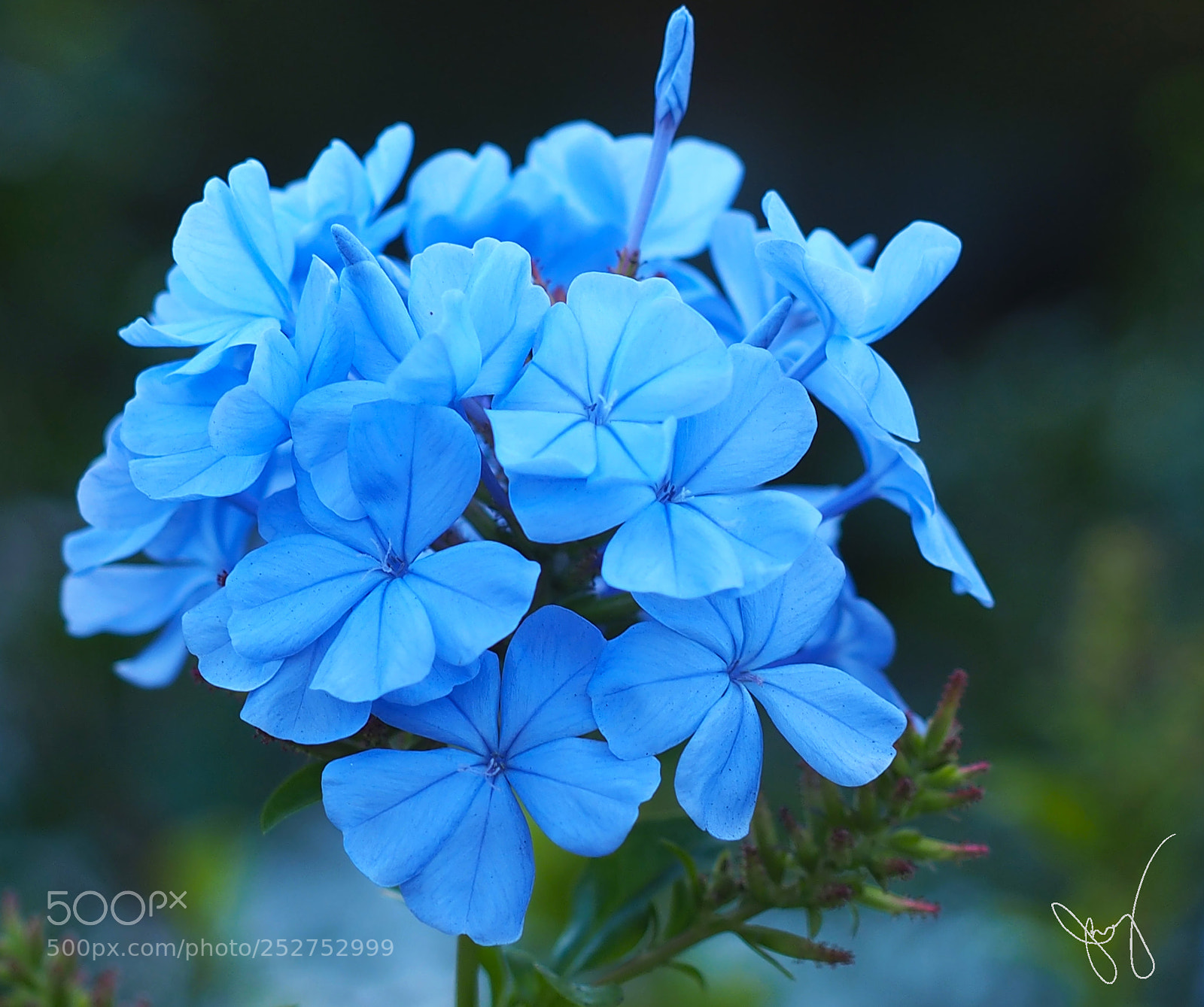 Olympus OM-D E-M1 sample photo. Spring flower at tagaytay photography