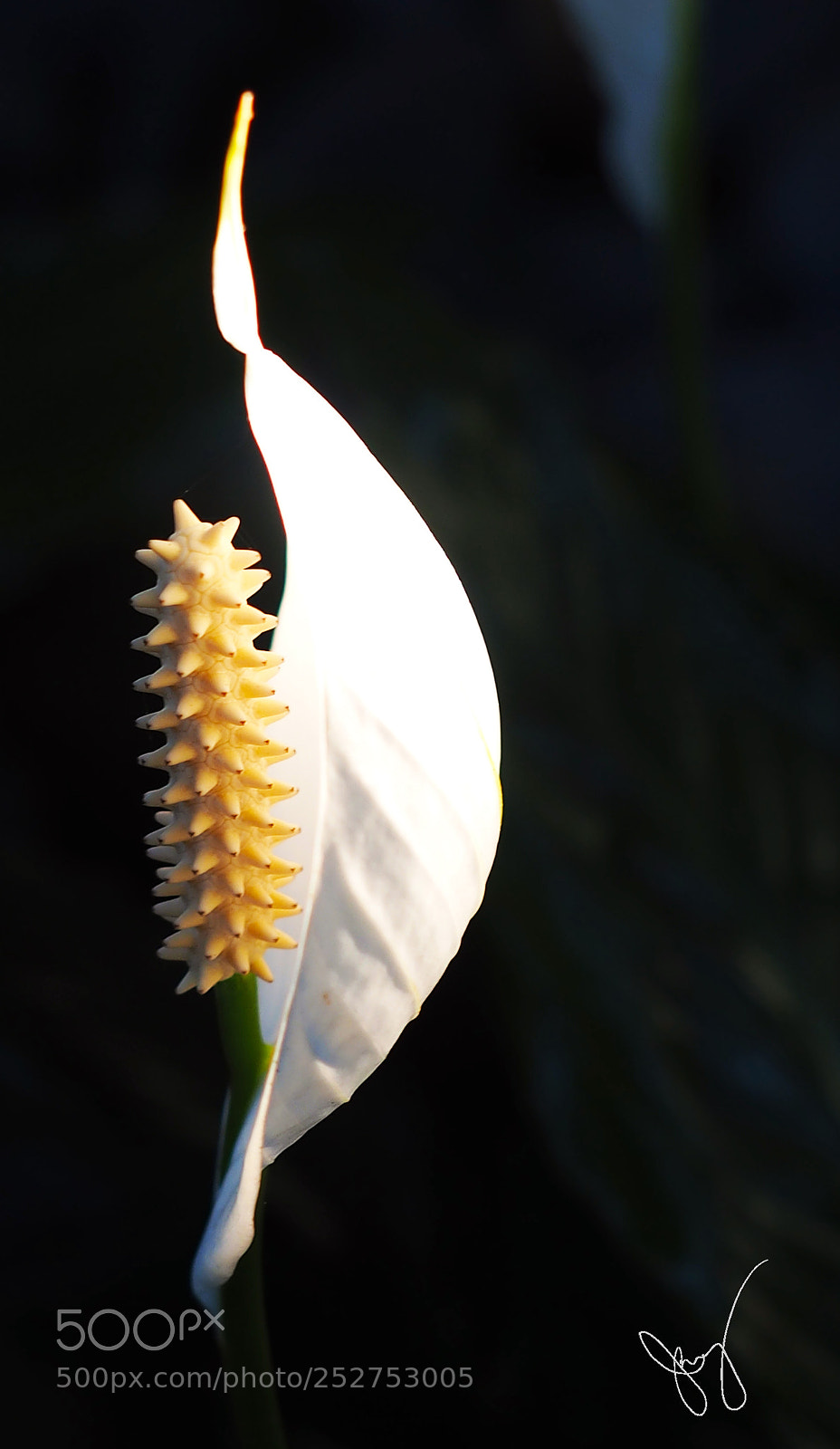 Olympus OM-D E-M1 sample photo. Spring flower at tagaytay photography