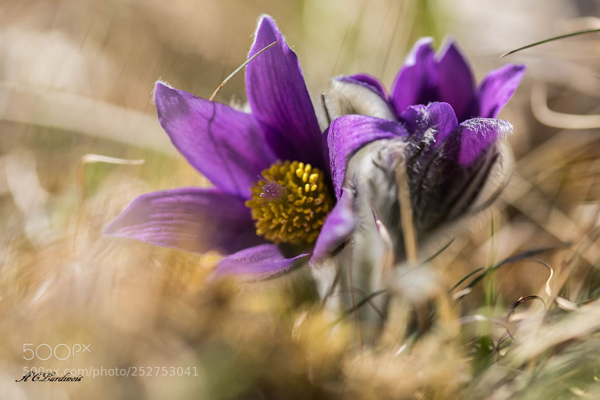 Canon EOS 5D Mark IV sample photo. Coeur solaire photography
