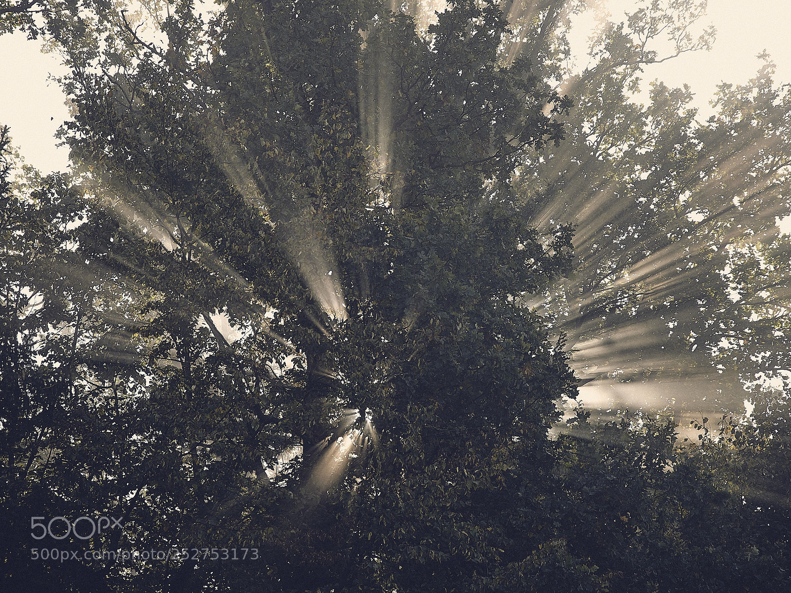 Nikon D600 sample photo. Light torn photography