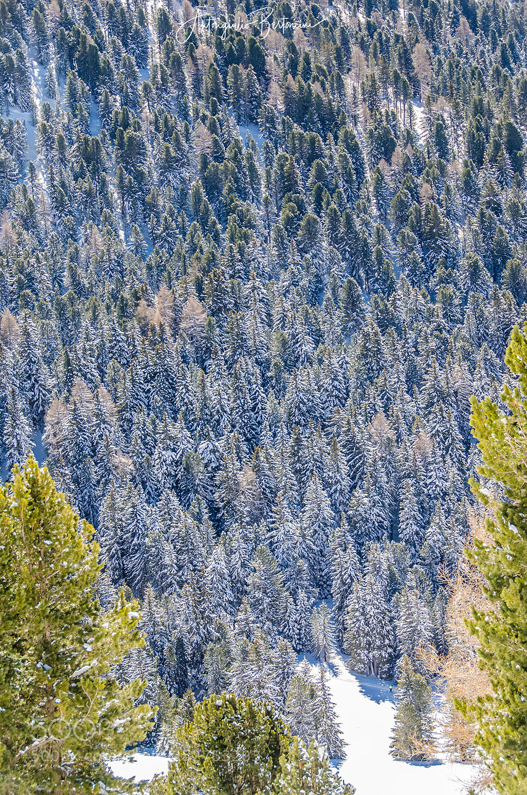 Nikon D7000 sample photo. Trees photography