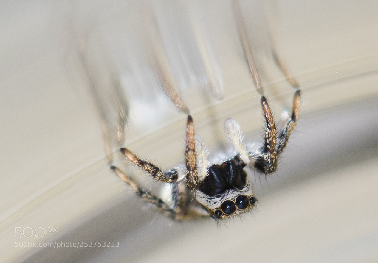 Nikon D850 sample photo. Jumping spider photography