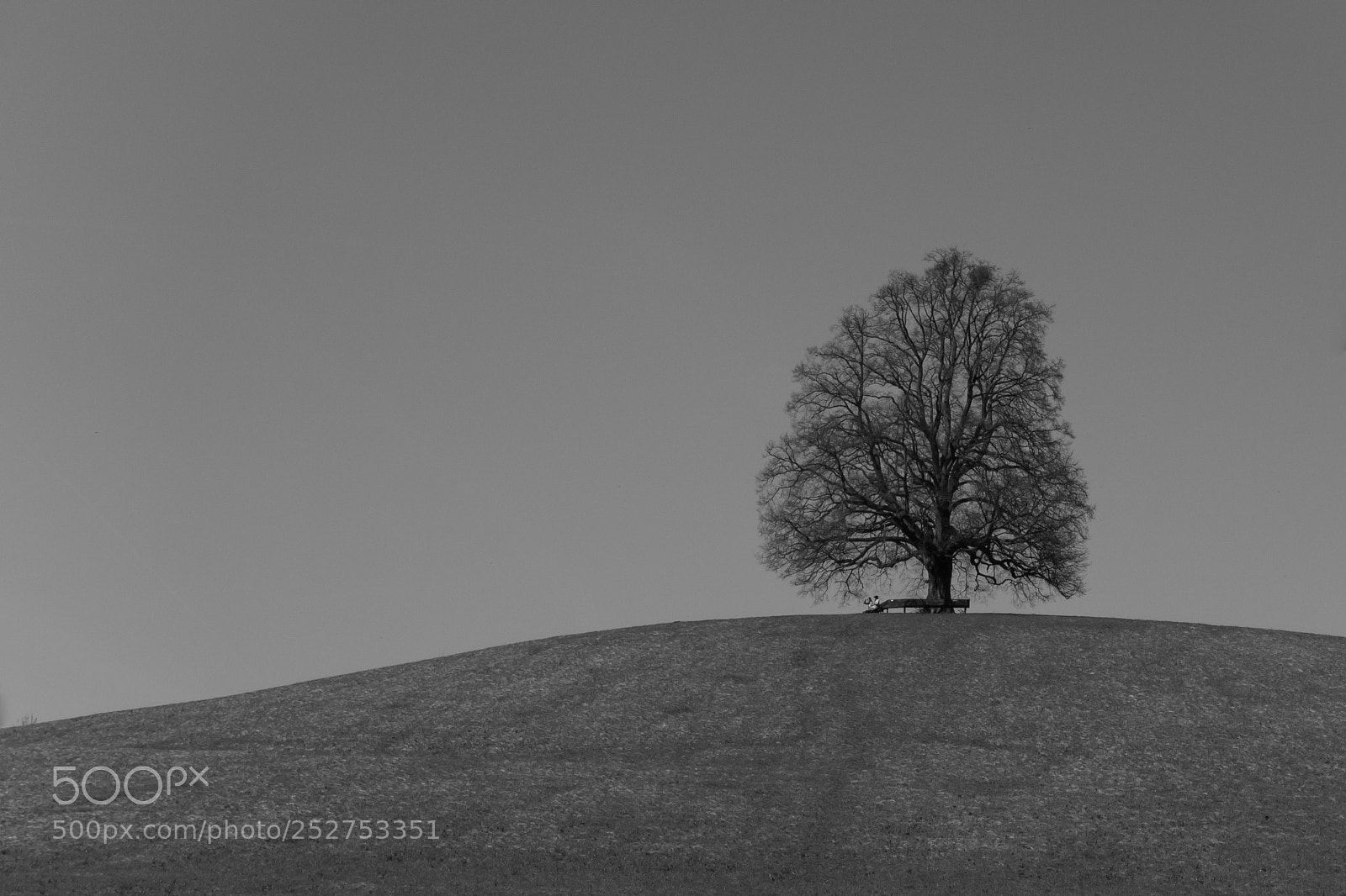 Sony Cyber-shot DSC-RX100 III sample photo. The dreaming tree photography