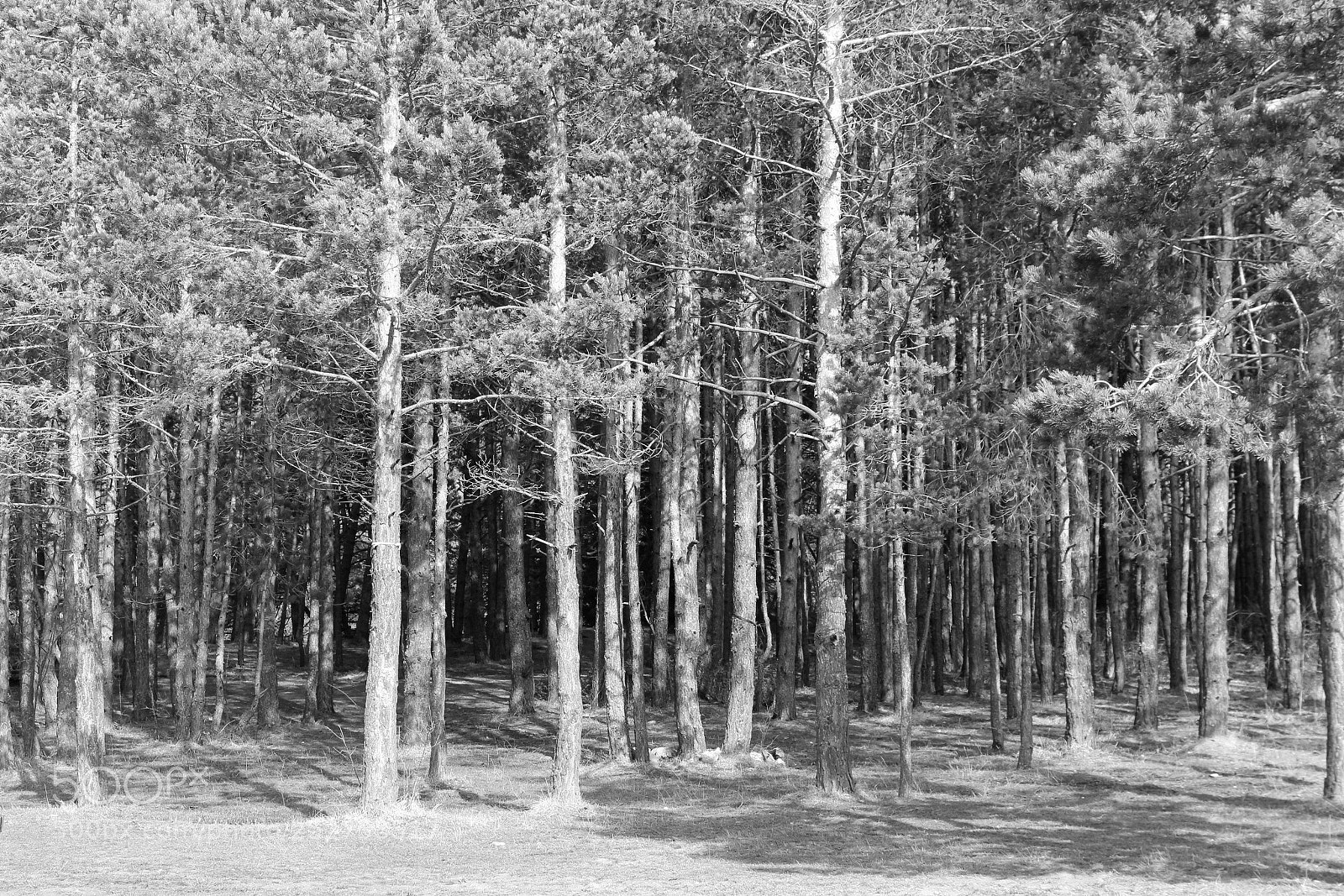 Canon EOS 600D (Rebel EOS T3i / EOS Kiss X5) sample photo. Abant lake nature park photography
