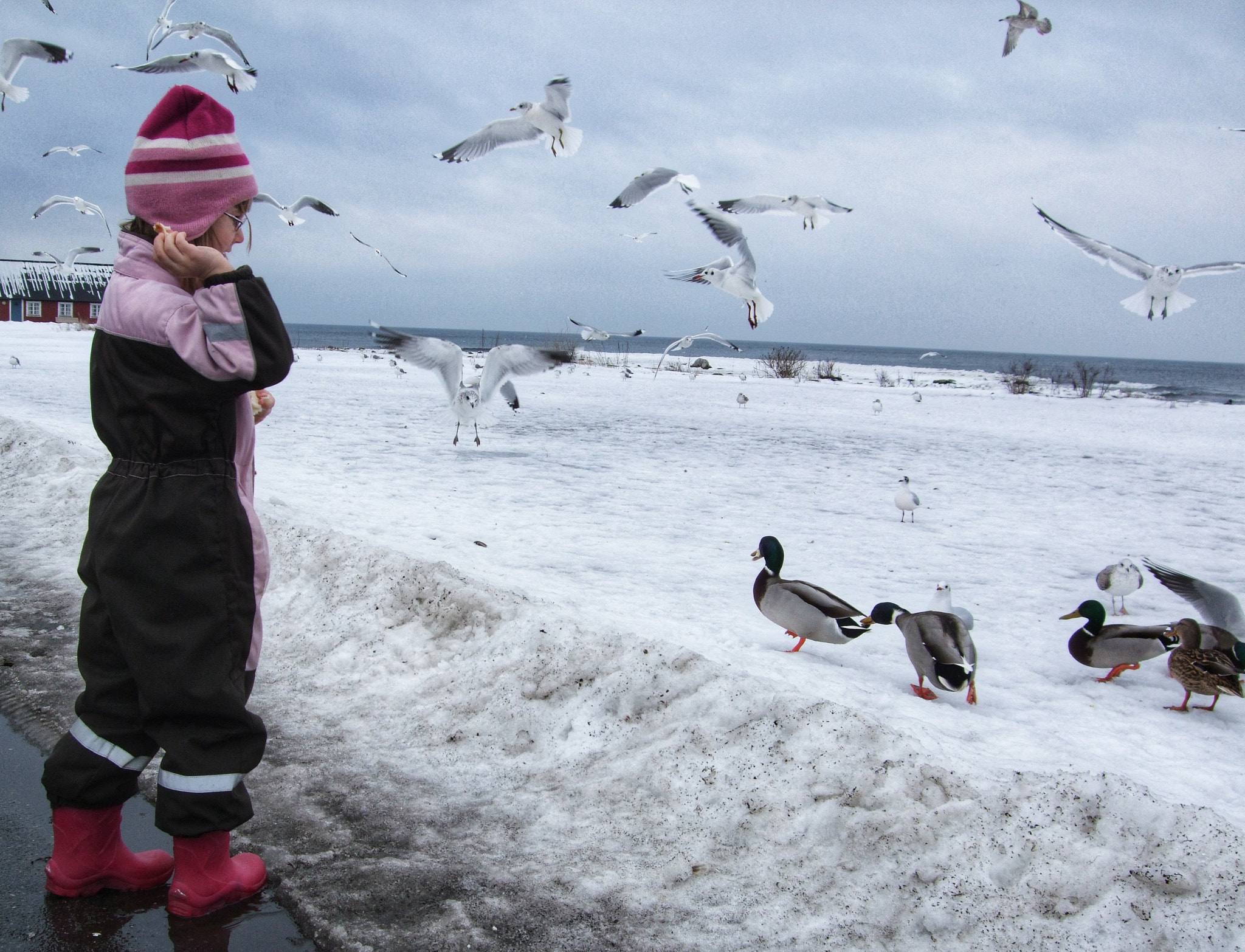 Fujifilm FinePix F50fd sample photo. Simrishamn sweden photography