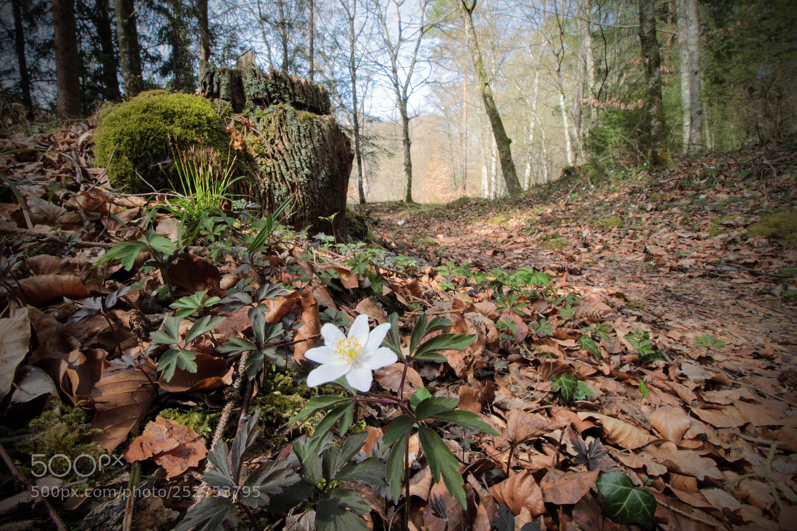 Canon EOS 600D (Rebel EOS T3i / EOS Kiss X5) sample photo. Forest photography