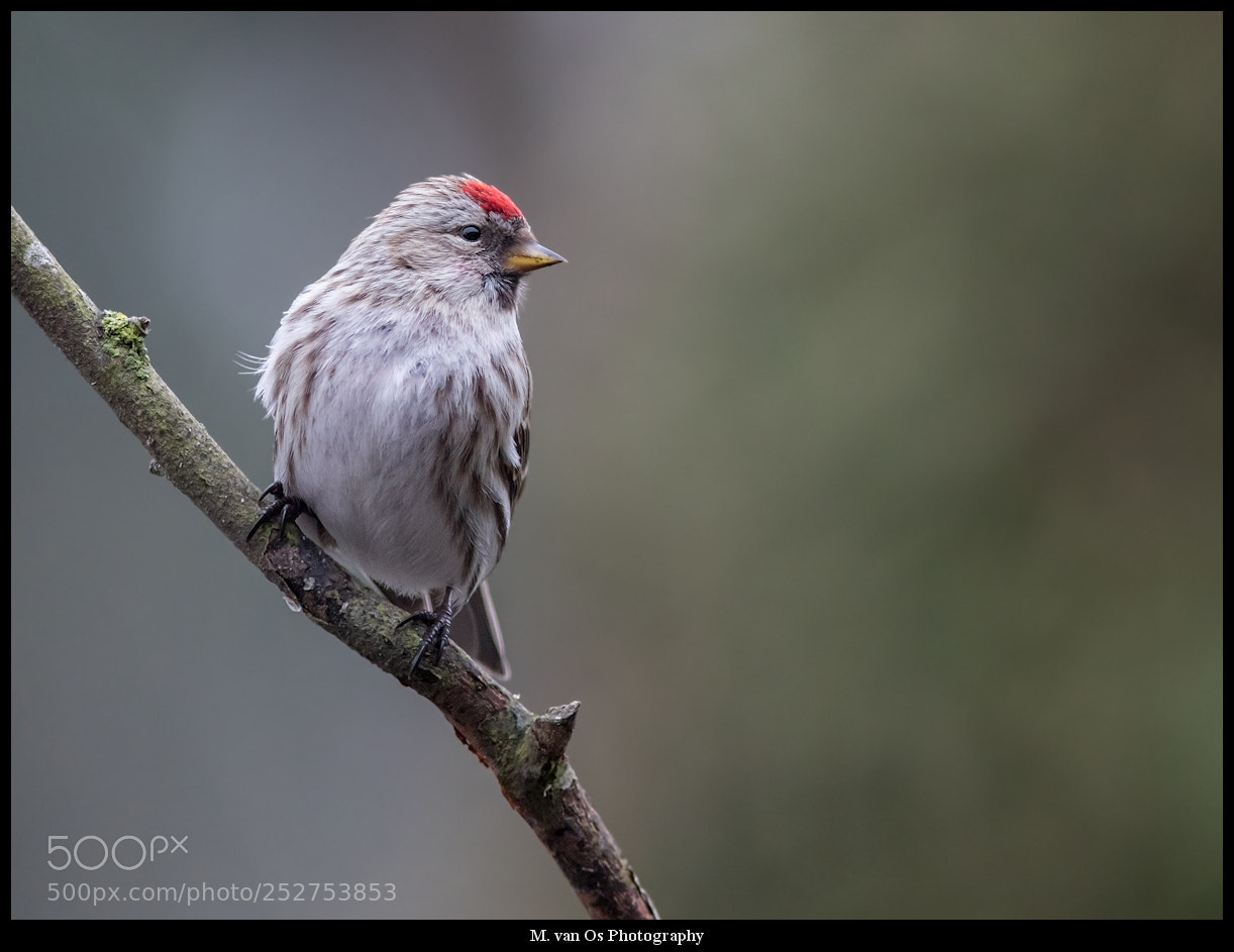 Canon EOS 7D Mark II sample photo. Lesser redpoll / barmsijs. photography