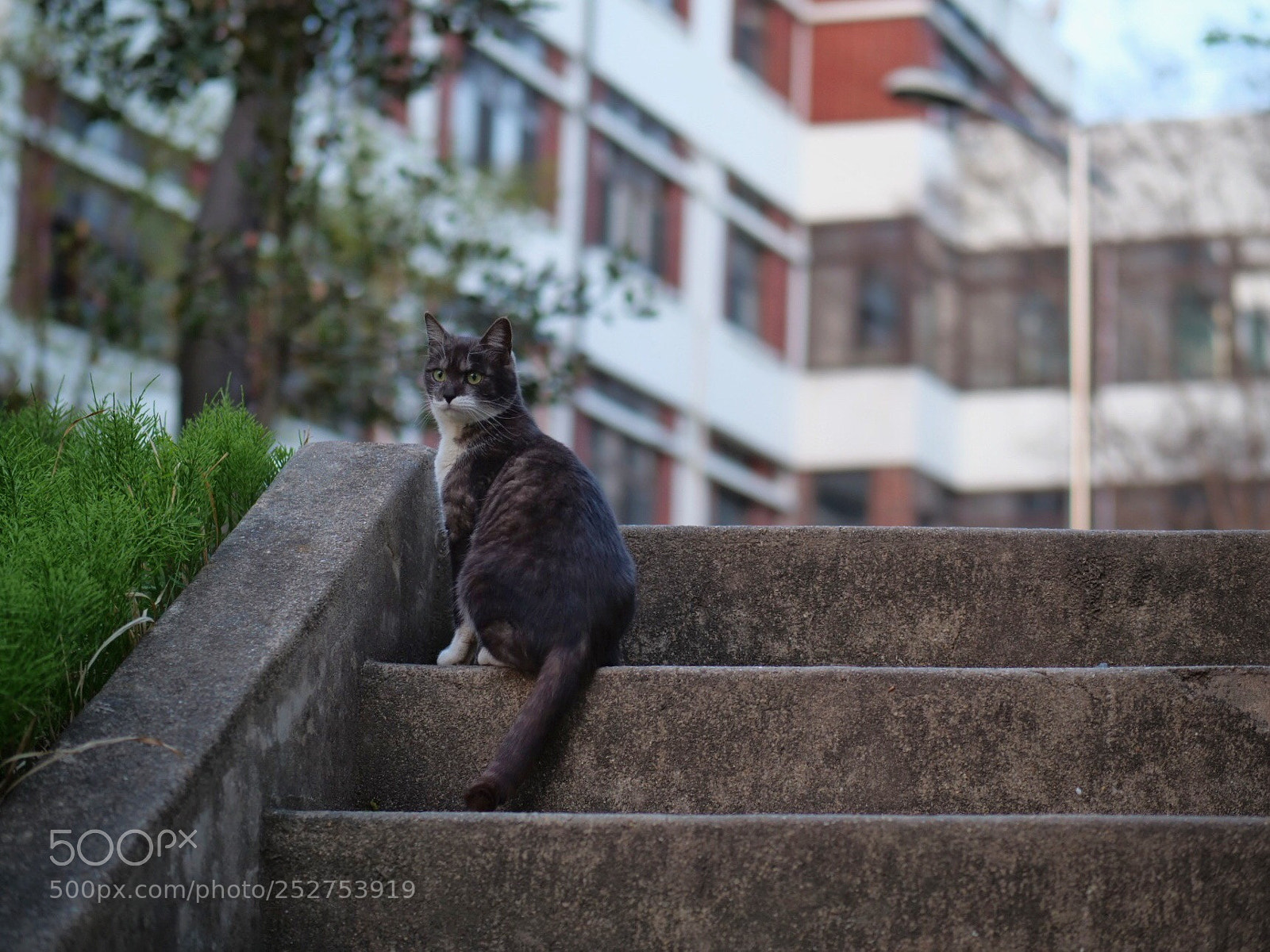 Panasonic Lumix DC-G9 sample photo. 계단에 앉아 어딘가를 응시하는 고양이 photography