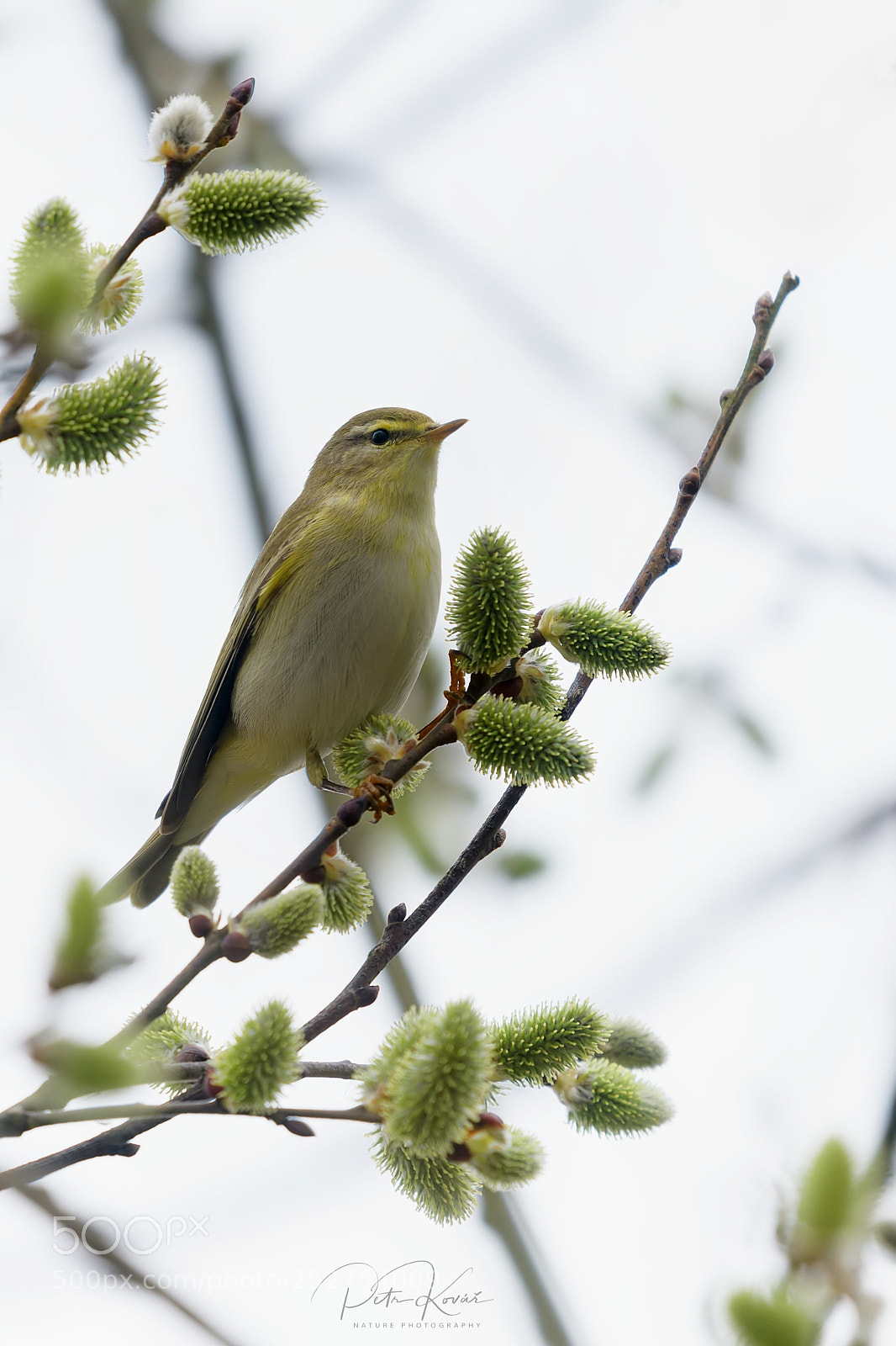 Nikon D500 sample photo. Willow warbler photography