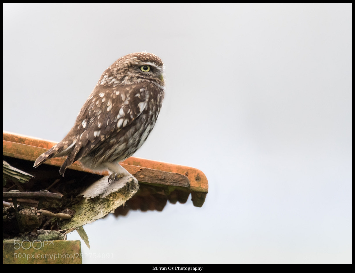 Canon EOS 7D Mark II sample photo. Little owl / steenuil. photography