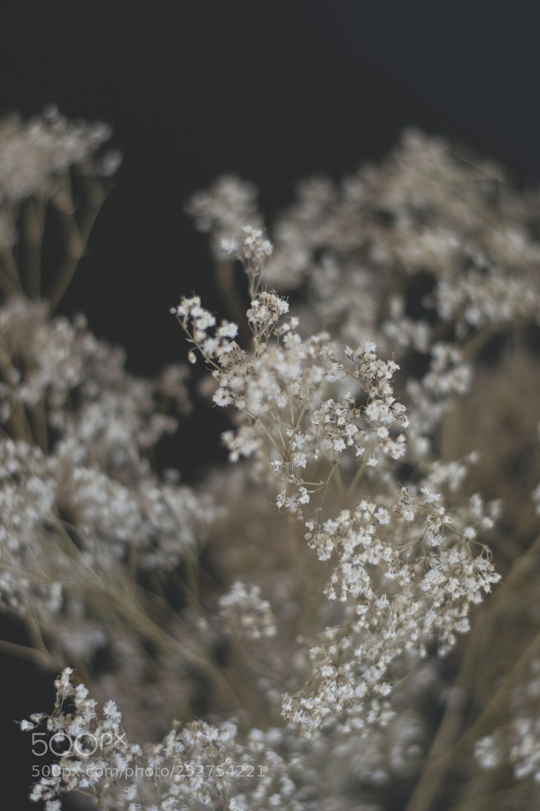 Nikon D3300 sample photo. Untitled photography