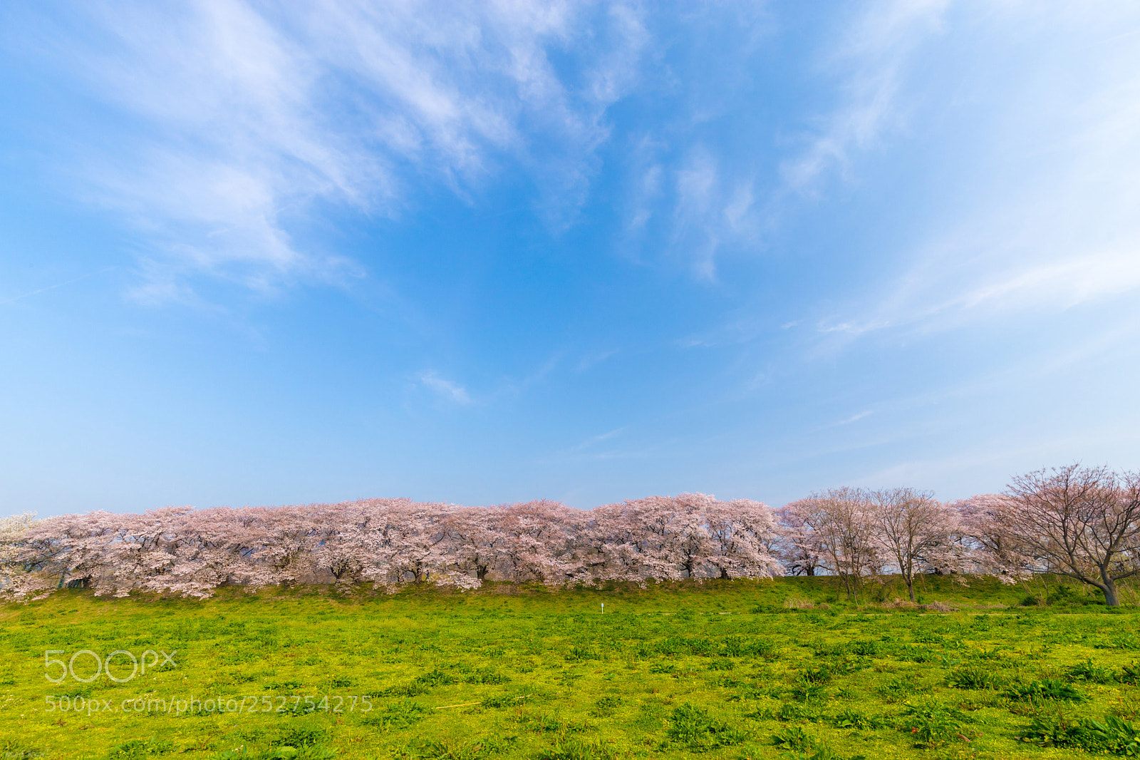 Canon EOS 6D Mark II sample photo. A fine day photography