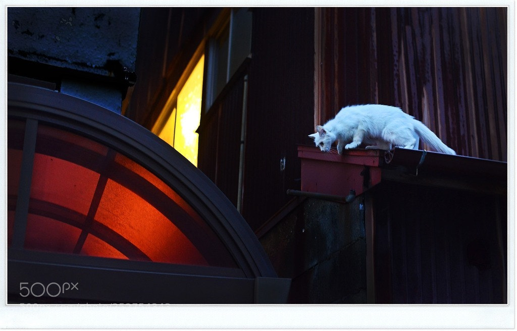 Nikon D800 sample photo. A cat photography