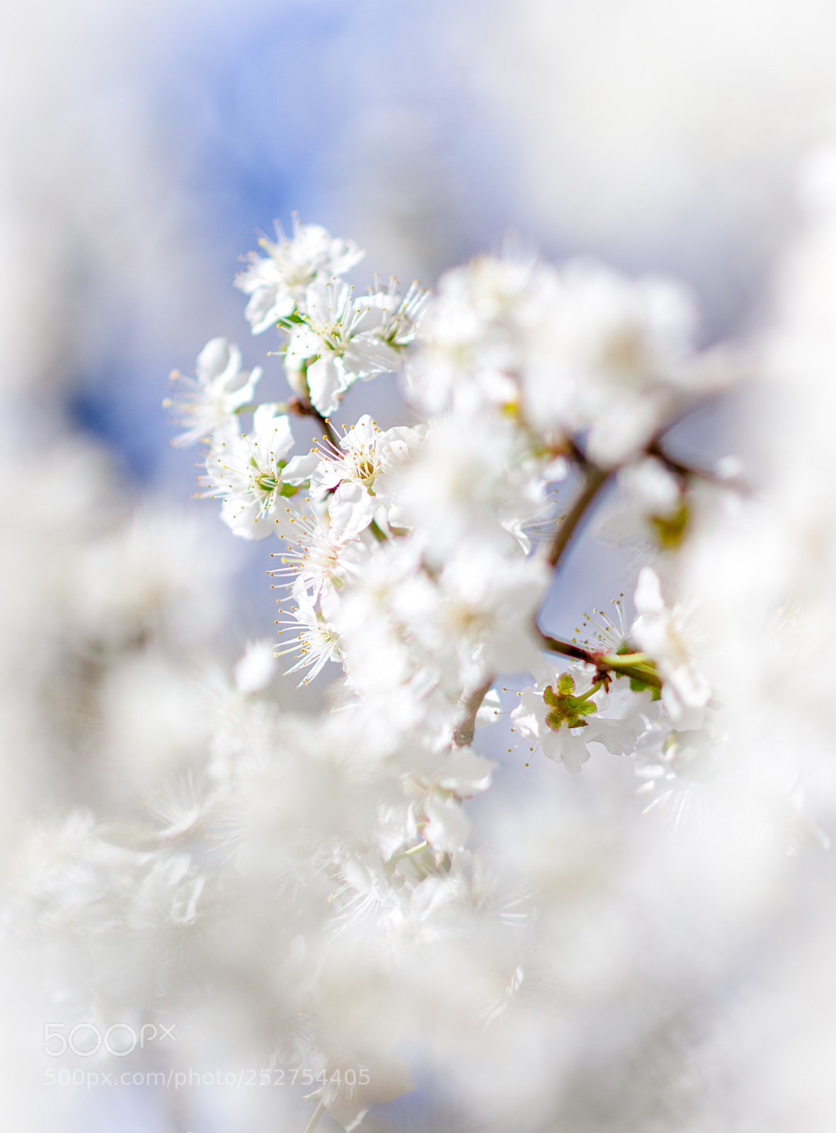 Nikon D5100 sample photo. Spring is coming iii photography