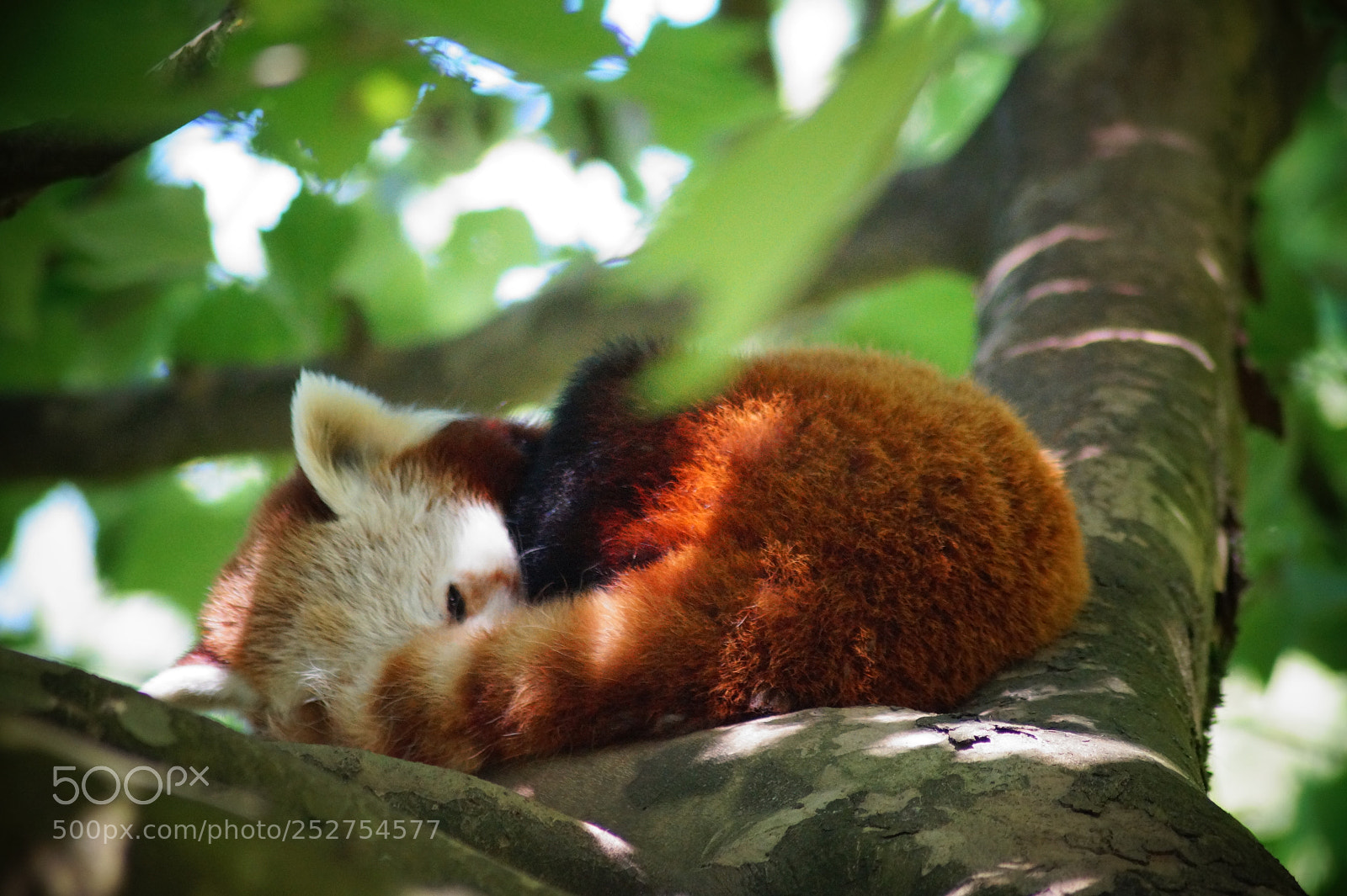 Sony SLT-A58 sample photo. Tired red panda is photography
