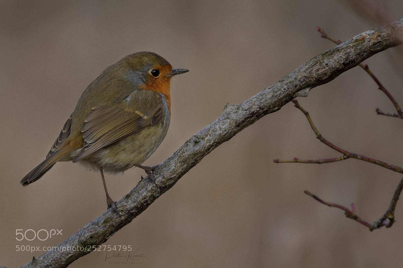 Nikon D500 sample photo. The european robin erithacus photography