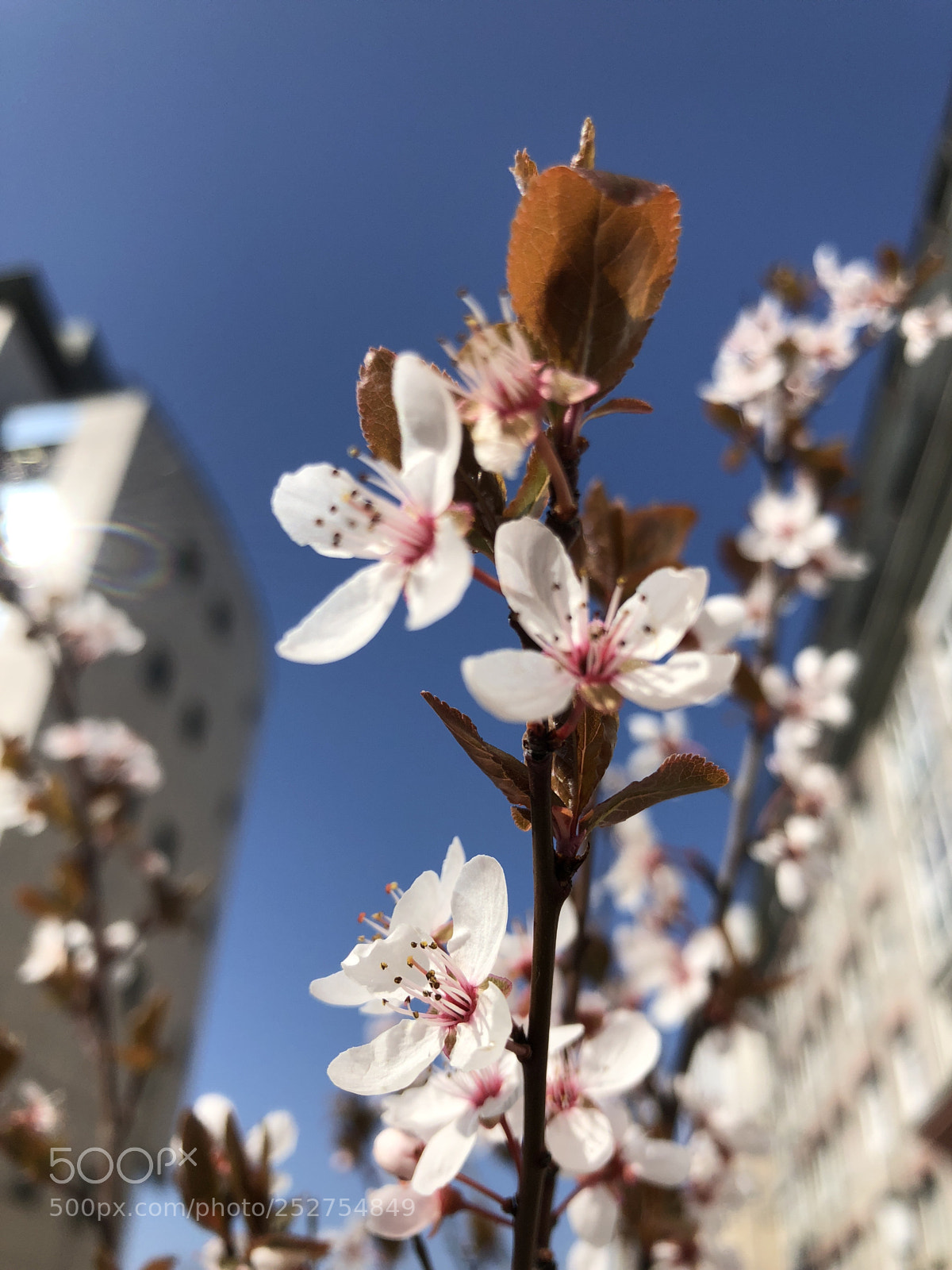 Apple iPhone 8 sample photo. Spring photography
