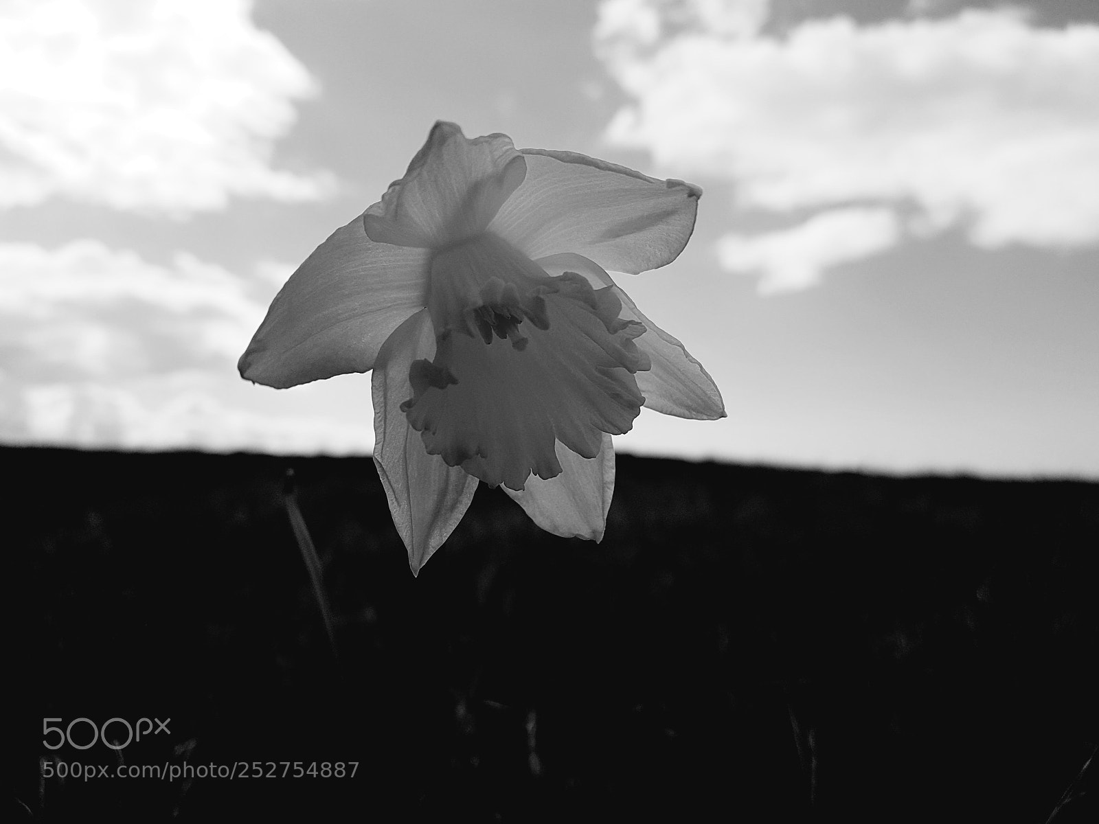Samsung Galaxy S7 sample photo. Daffodil photography