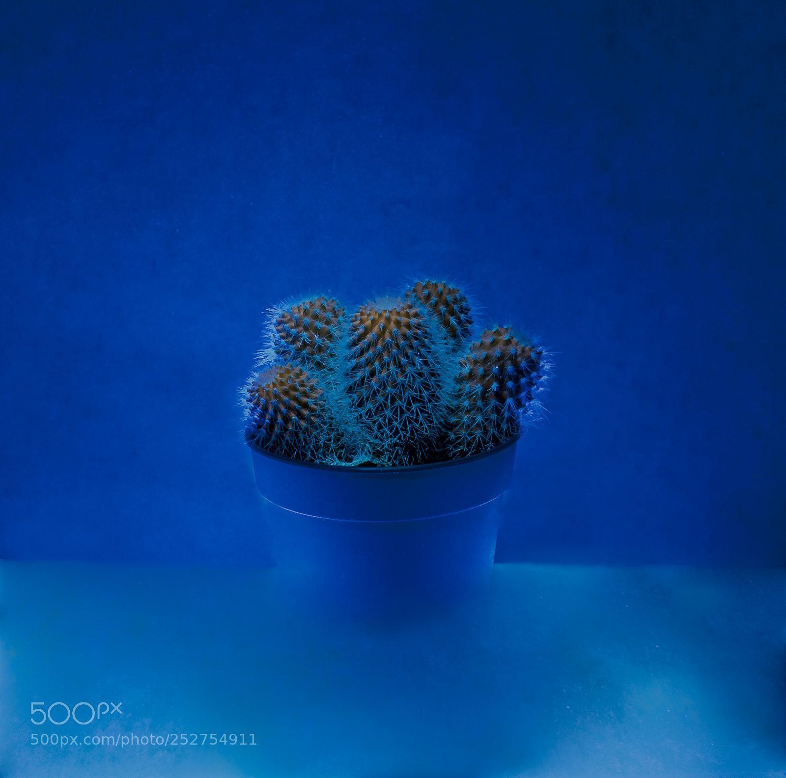 Canon EOS 5D sample photo. Uv cactus photography