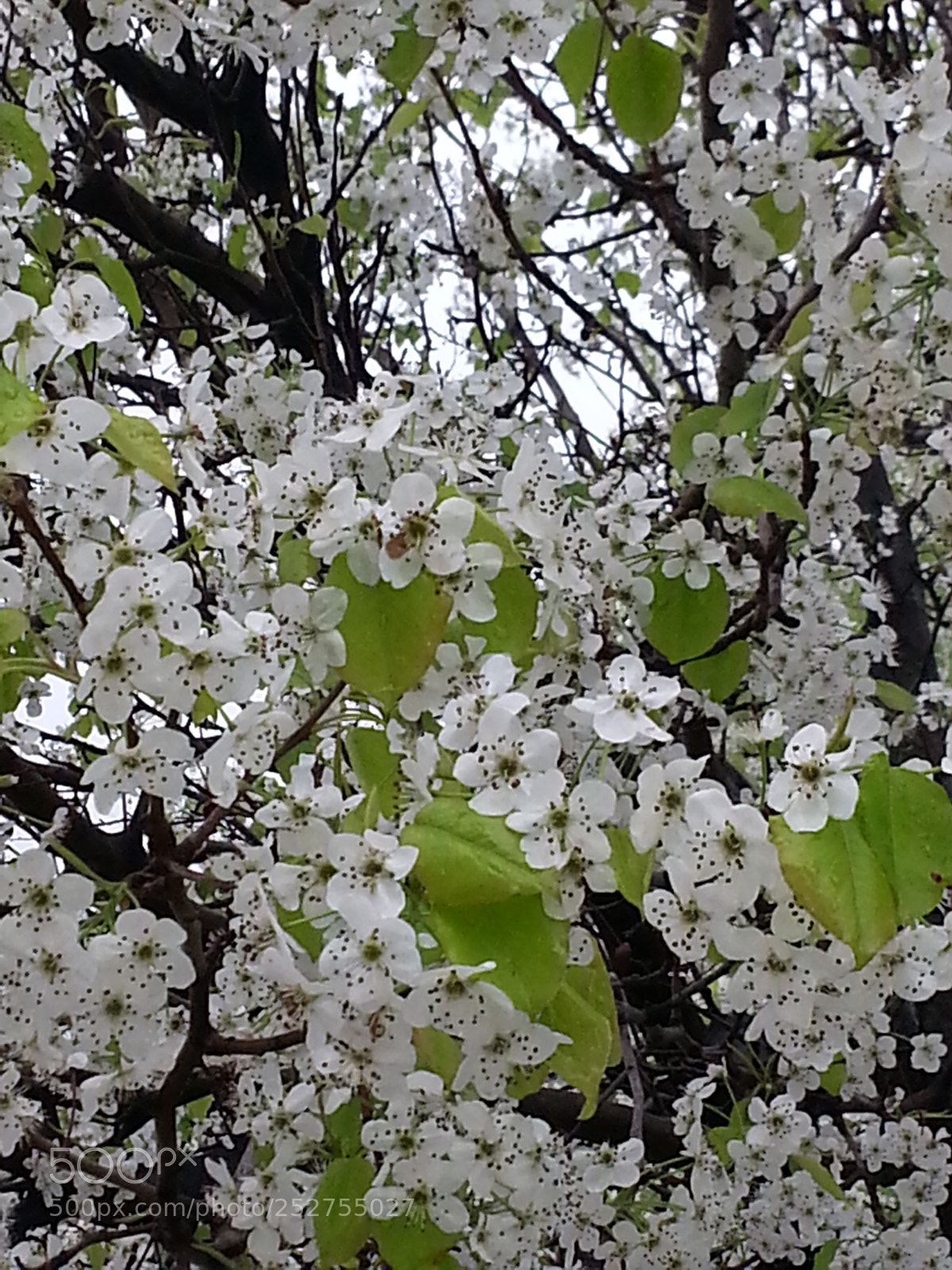 Samsung Galaxy S3 sample photo. 20140512_144236.jpg photography