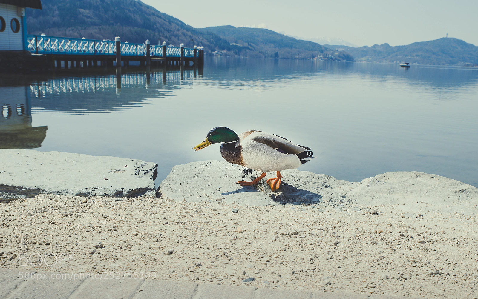 Nikon D610 sample photo. Spring photography