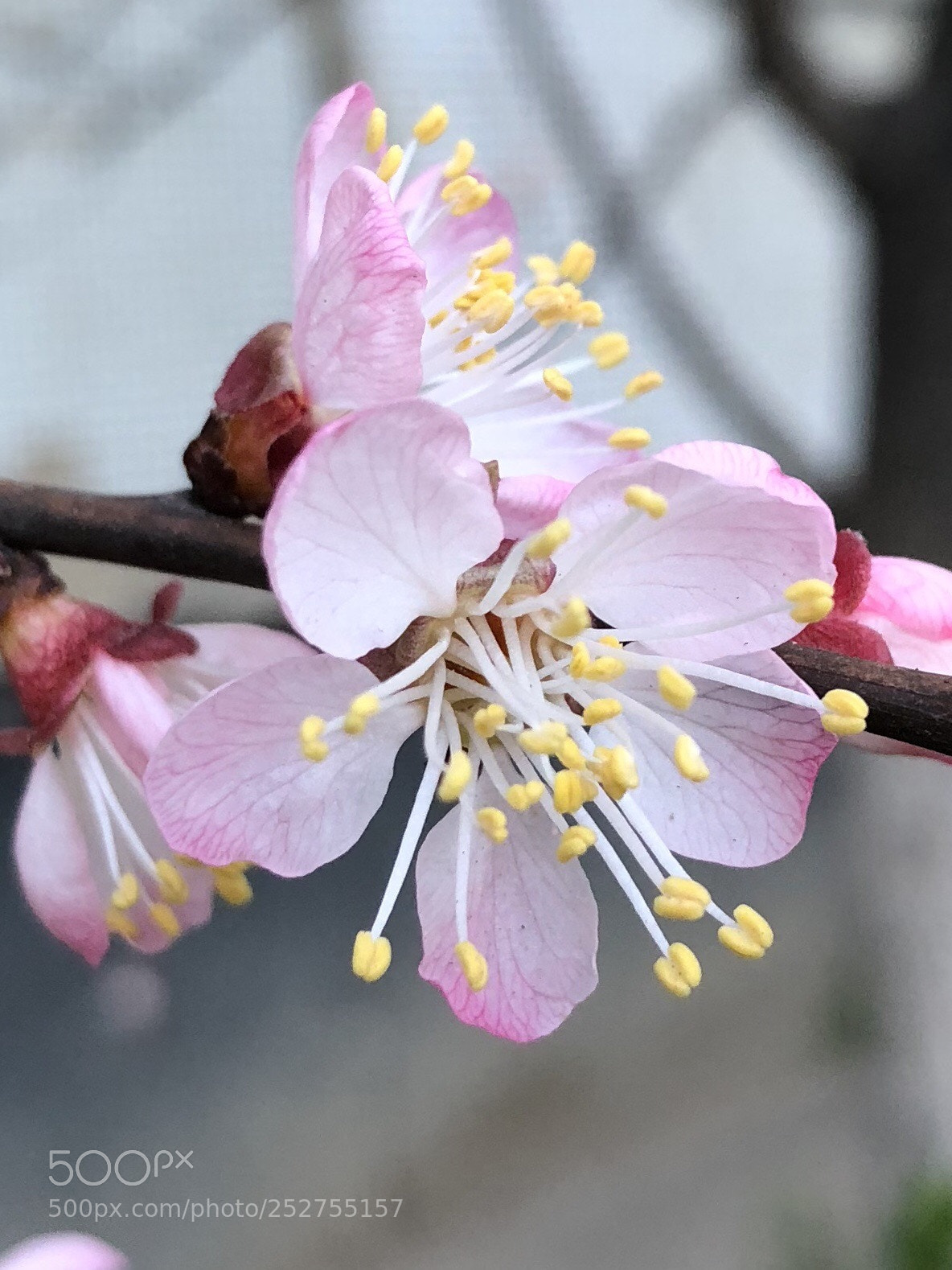 Apple iPhone X sample photo. Untitled photography