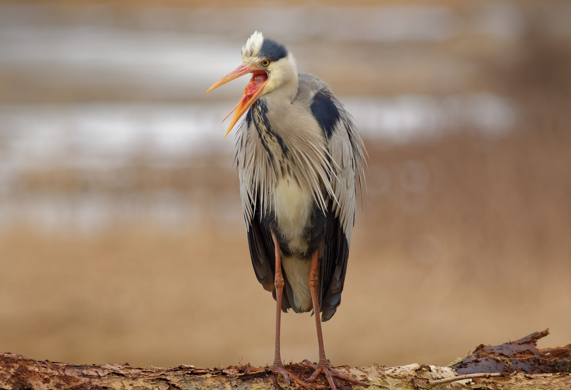 Nikon D5600 + Sigma 150-600mm F5-6.3 DG OS HSM | C sample photo. Grey heron (ardea cinerea) photography