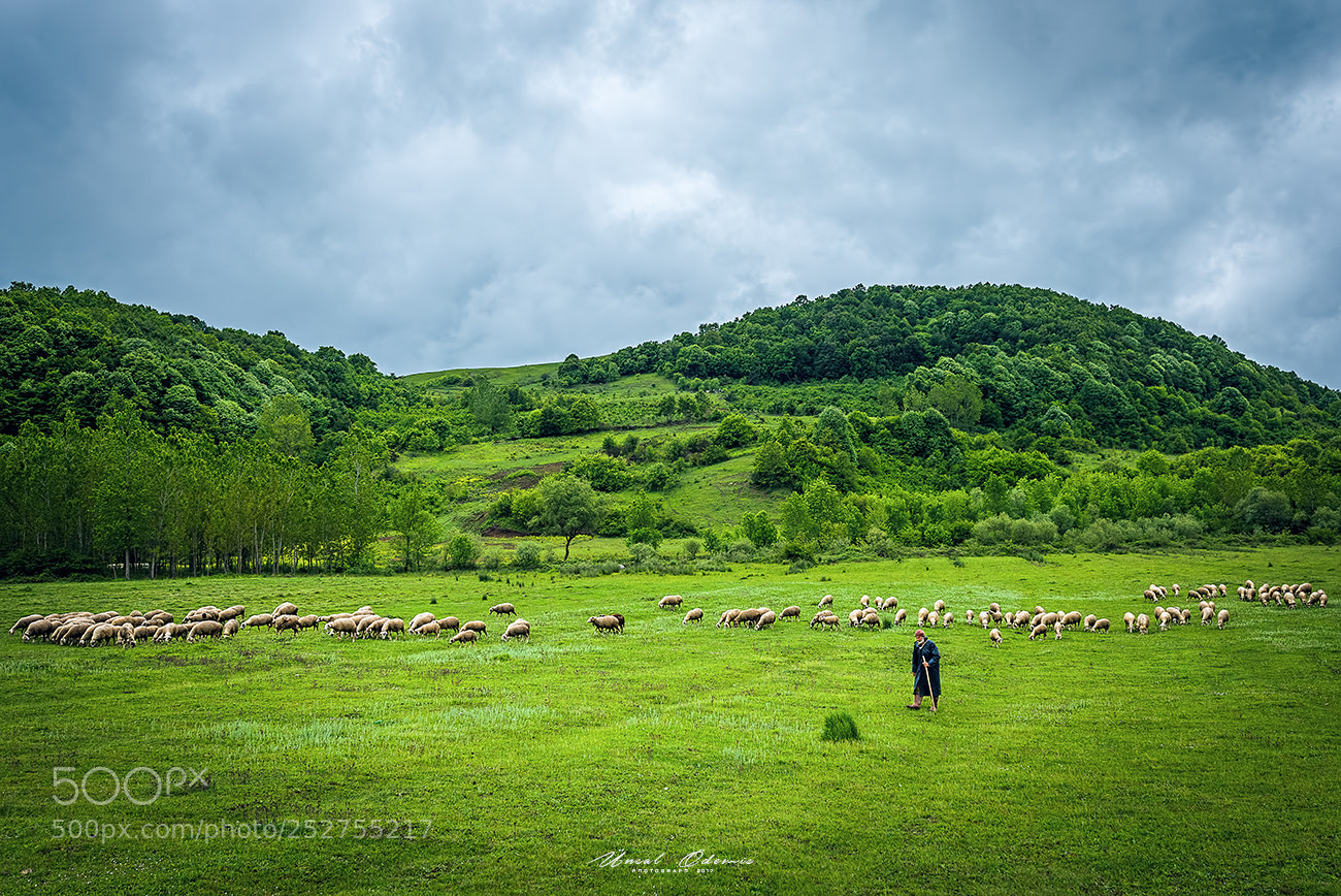 Nikon D810 sample photo. Green and blue photography