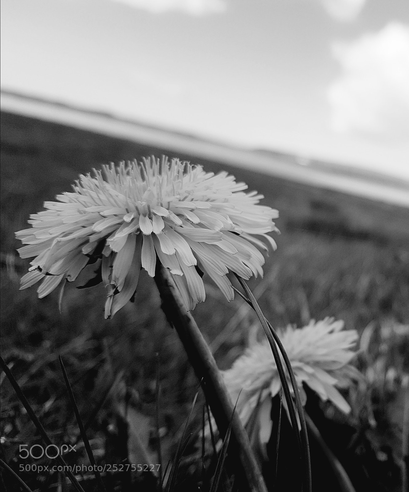 Samsung Galaxy S7 sample photo. Dandelion photography