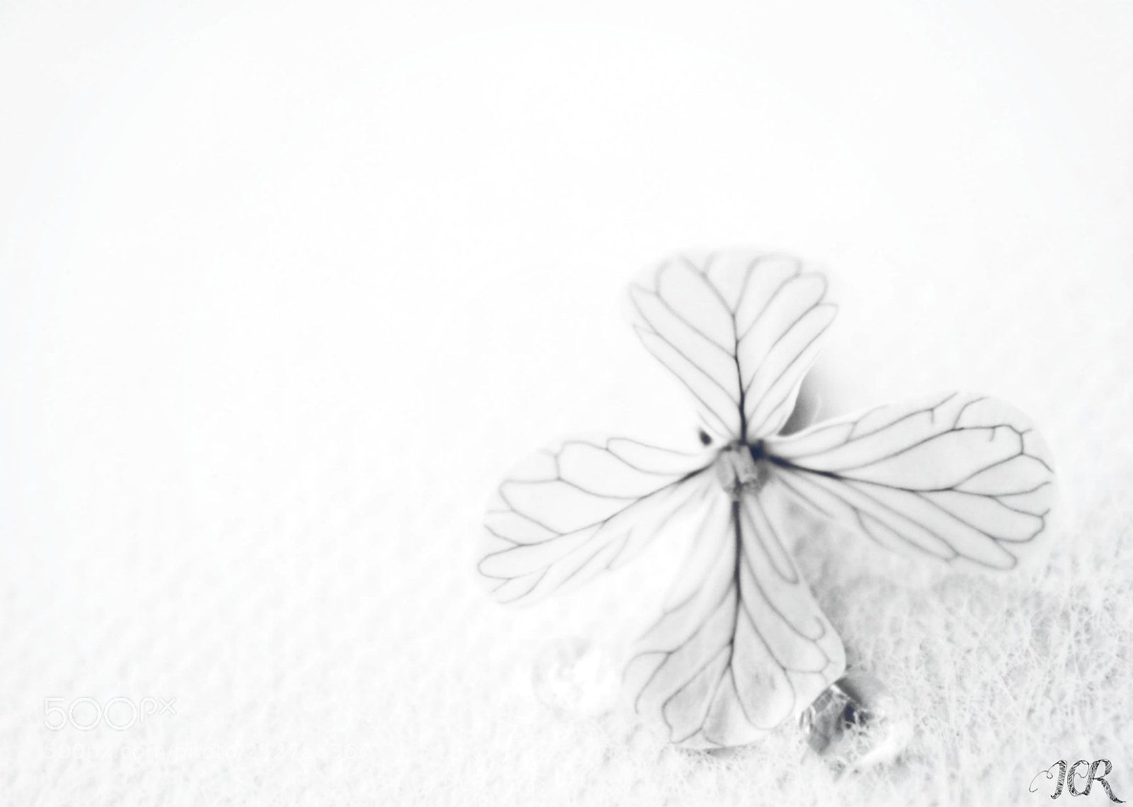 Nikon D5200 sample photo. Flor blanco y negro photography
