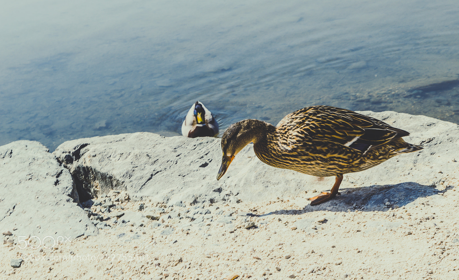 Nikon D610 sample photo. Spring photography