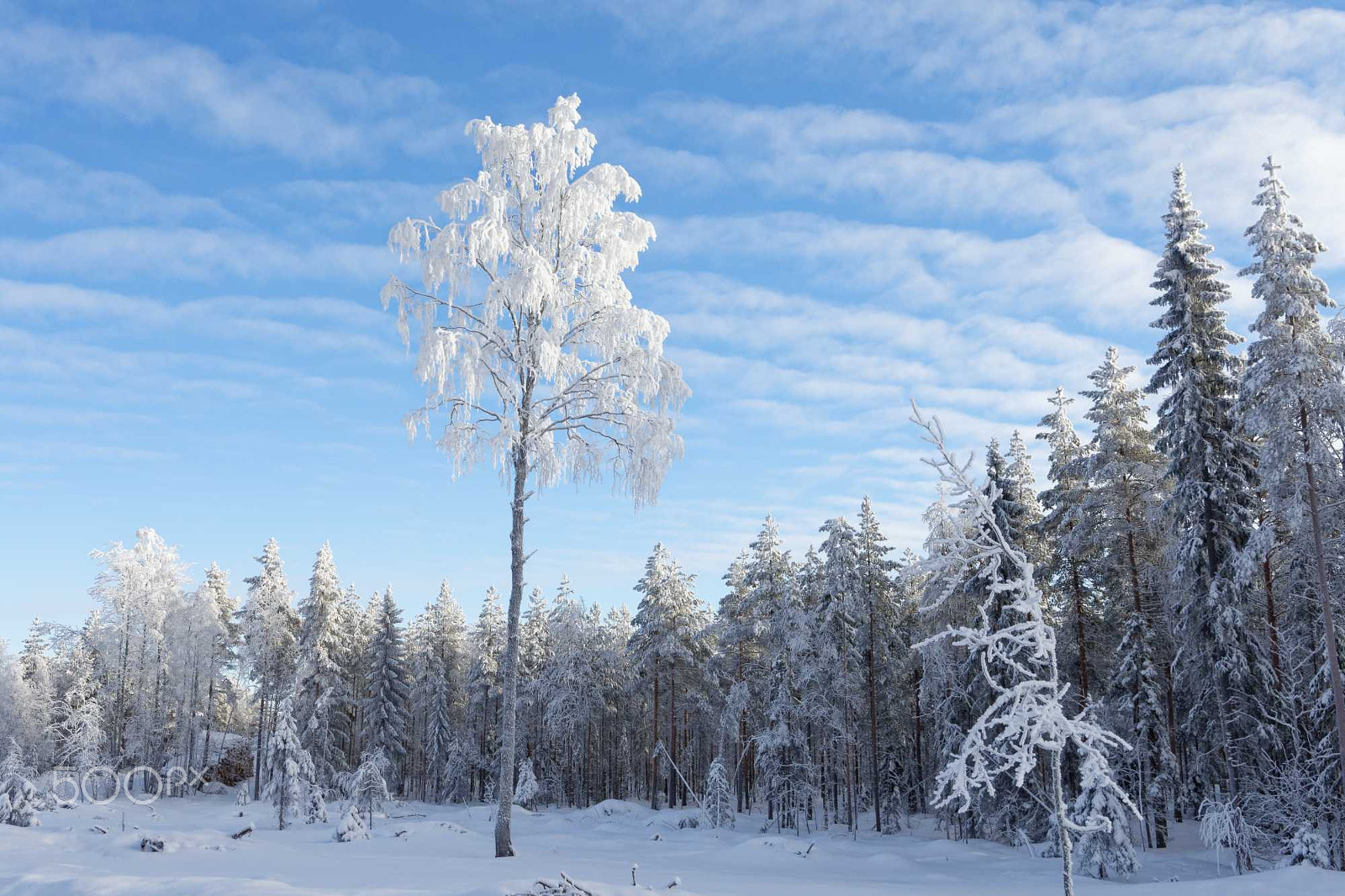 Nikon D7200 sample photo. Frost photography