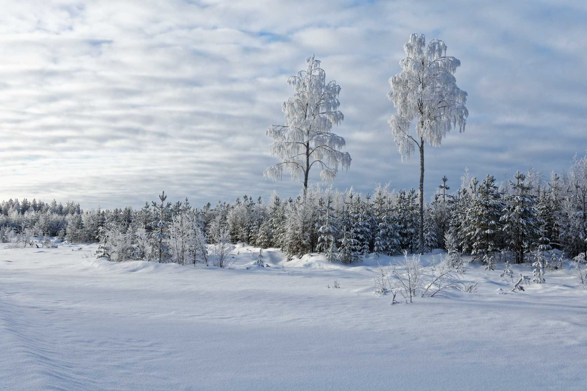 Nikon D7200 sample photo. Frozen trees photography